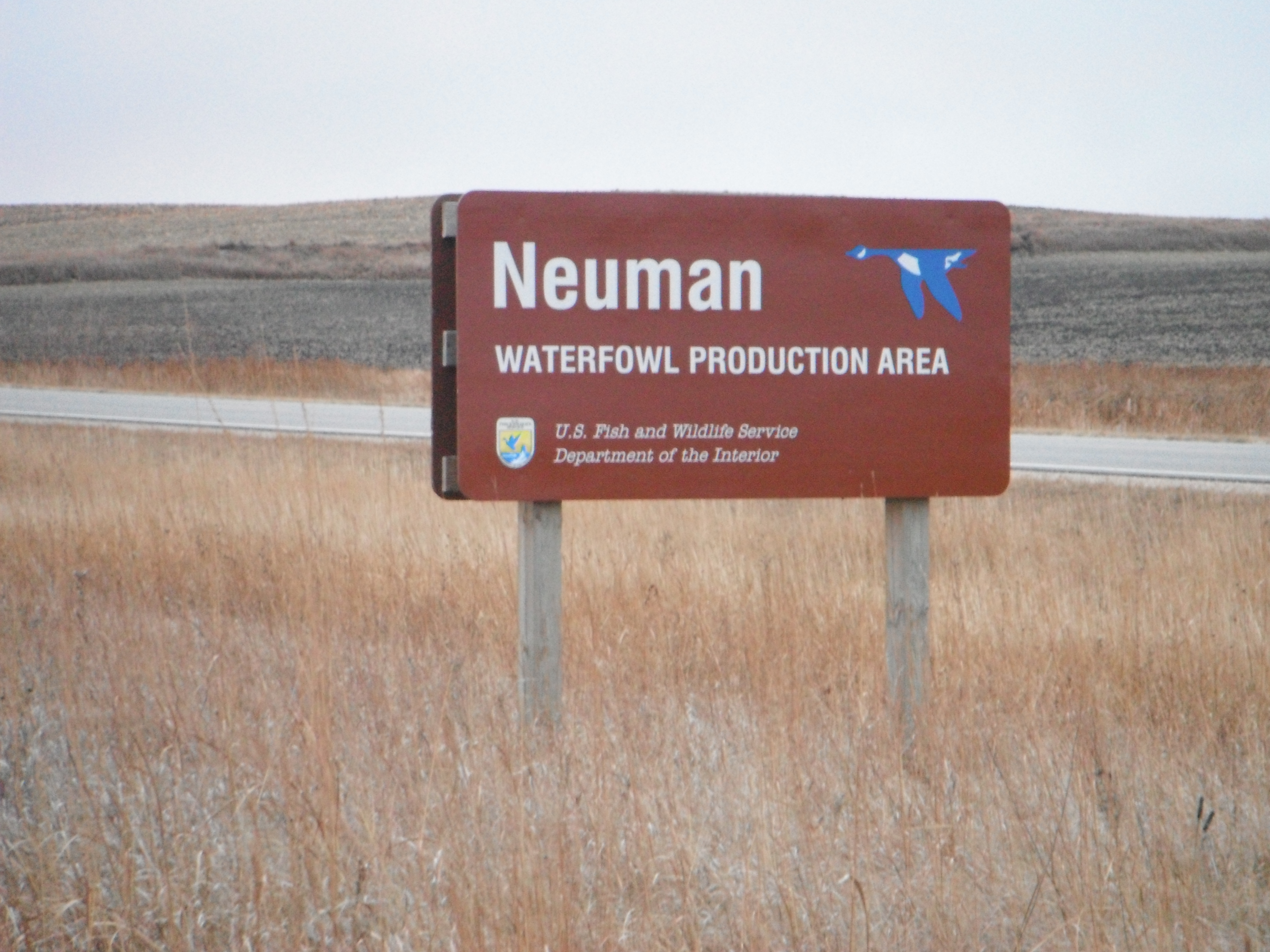 Large brown entrance sign for Neuman Waterfowl Production Area in tall brown grass