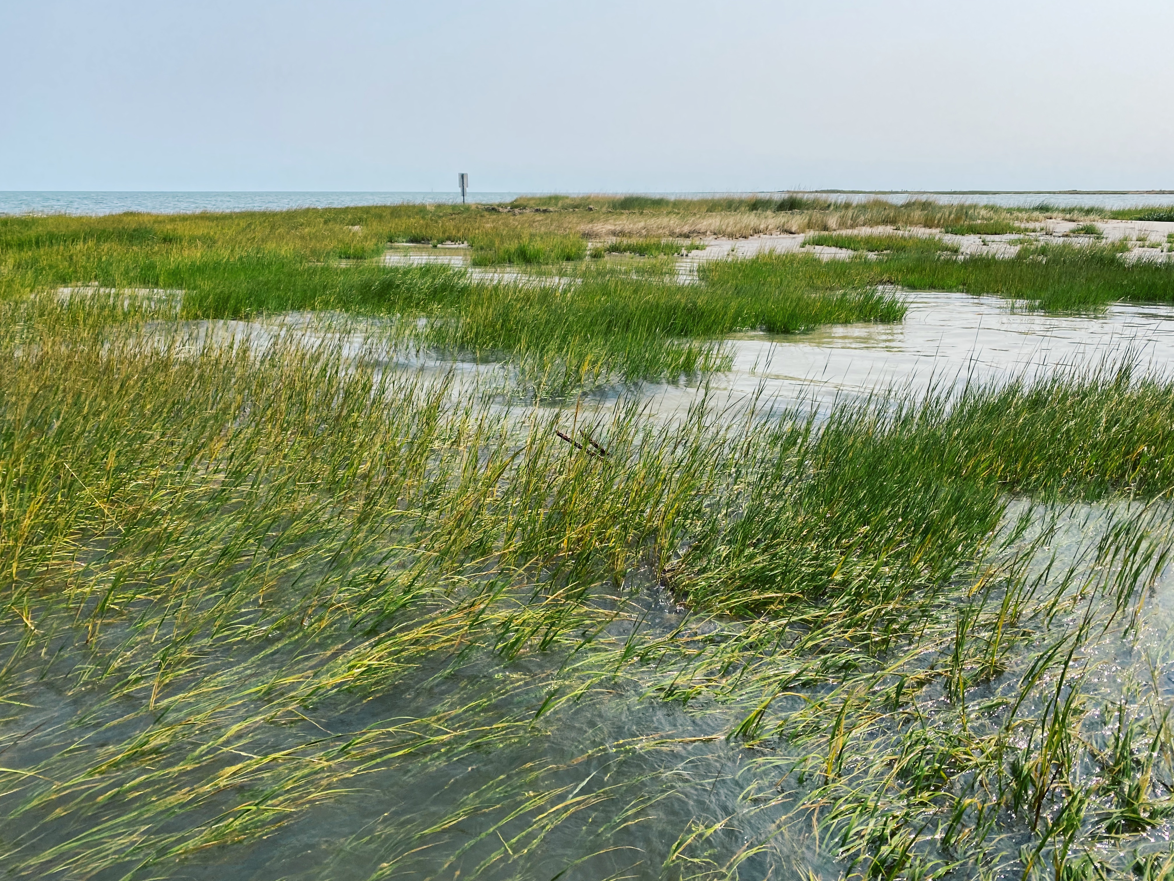 marsh grasses growing in the water