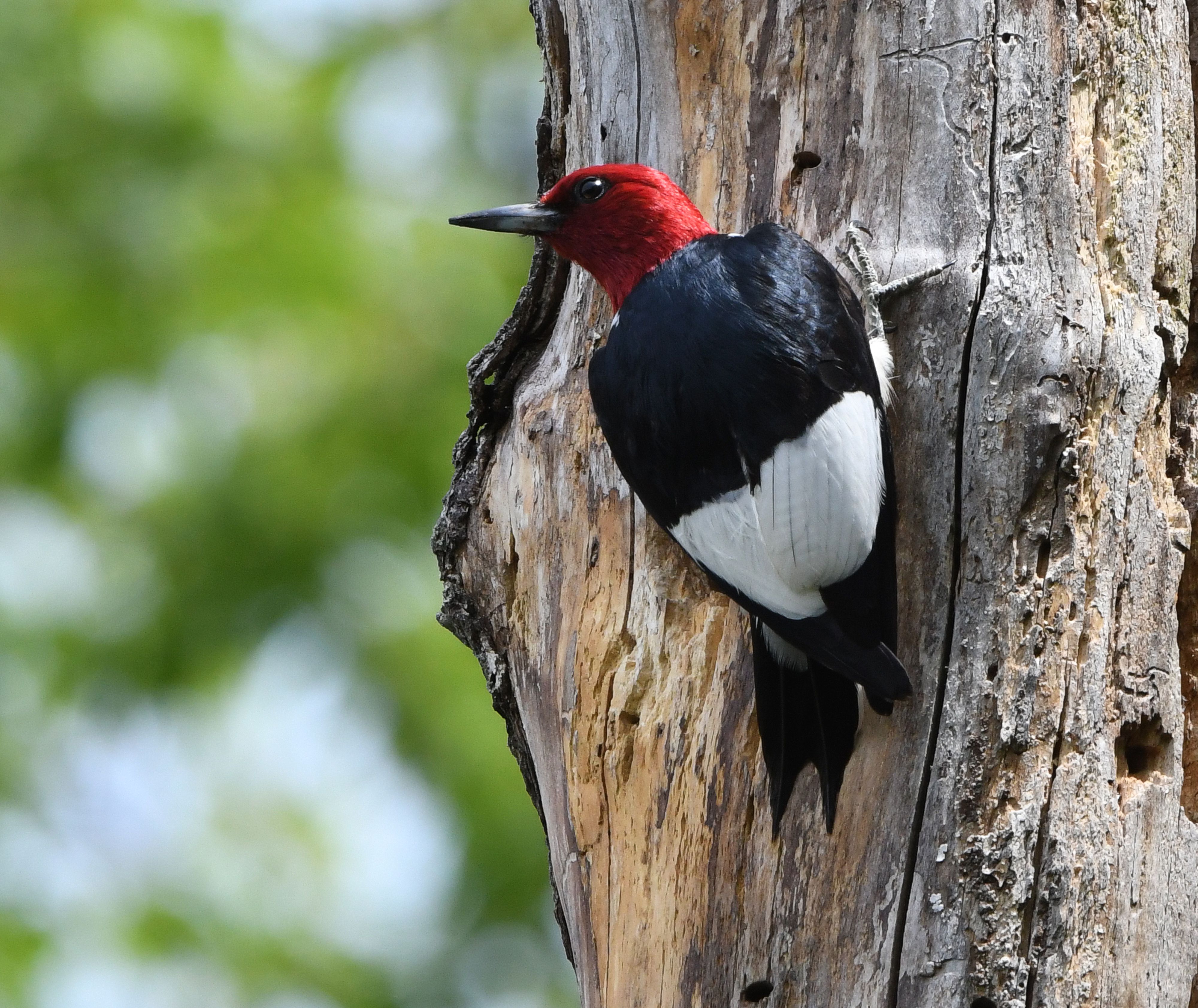 Red-headed woodpecker perched on a tree