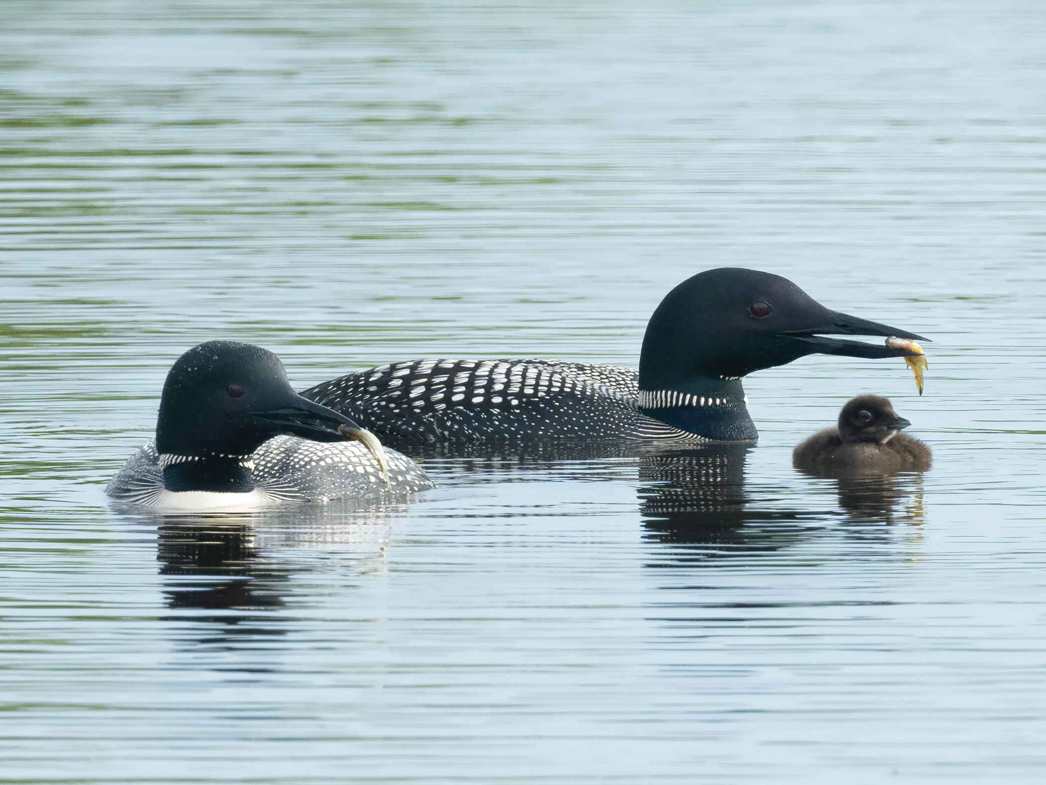 The pair of oldest known common loons offer small fish to their young
