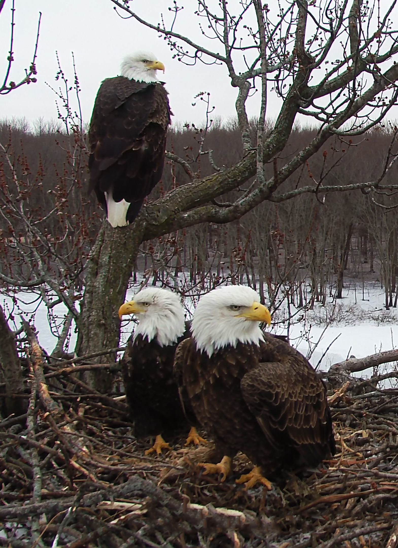 Three adult bald eagles in a nest