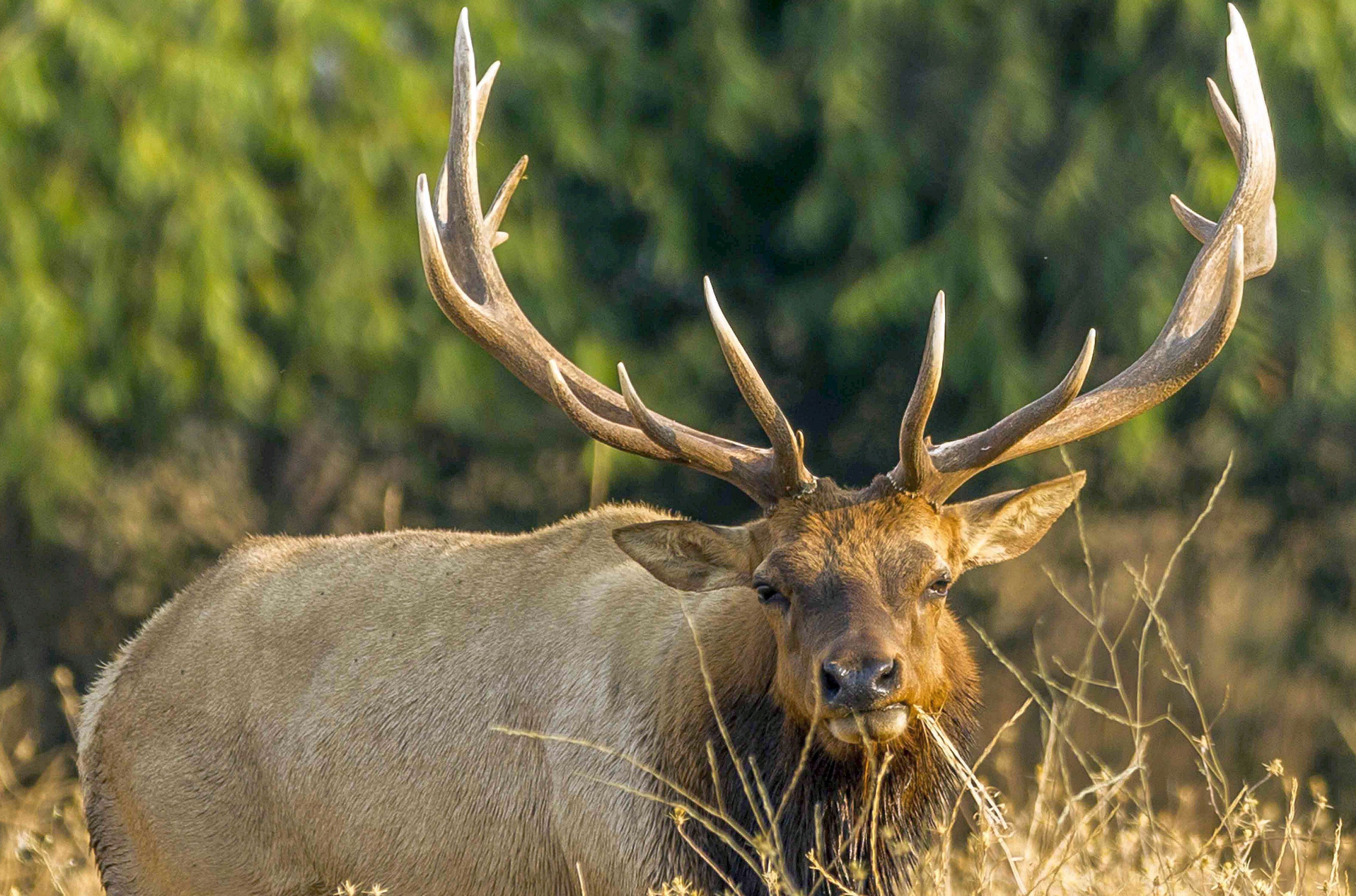 Tule elk selection of surface water and forage is mediated by season and  drought – California Fish and Wildlife Scientific Journal
