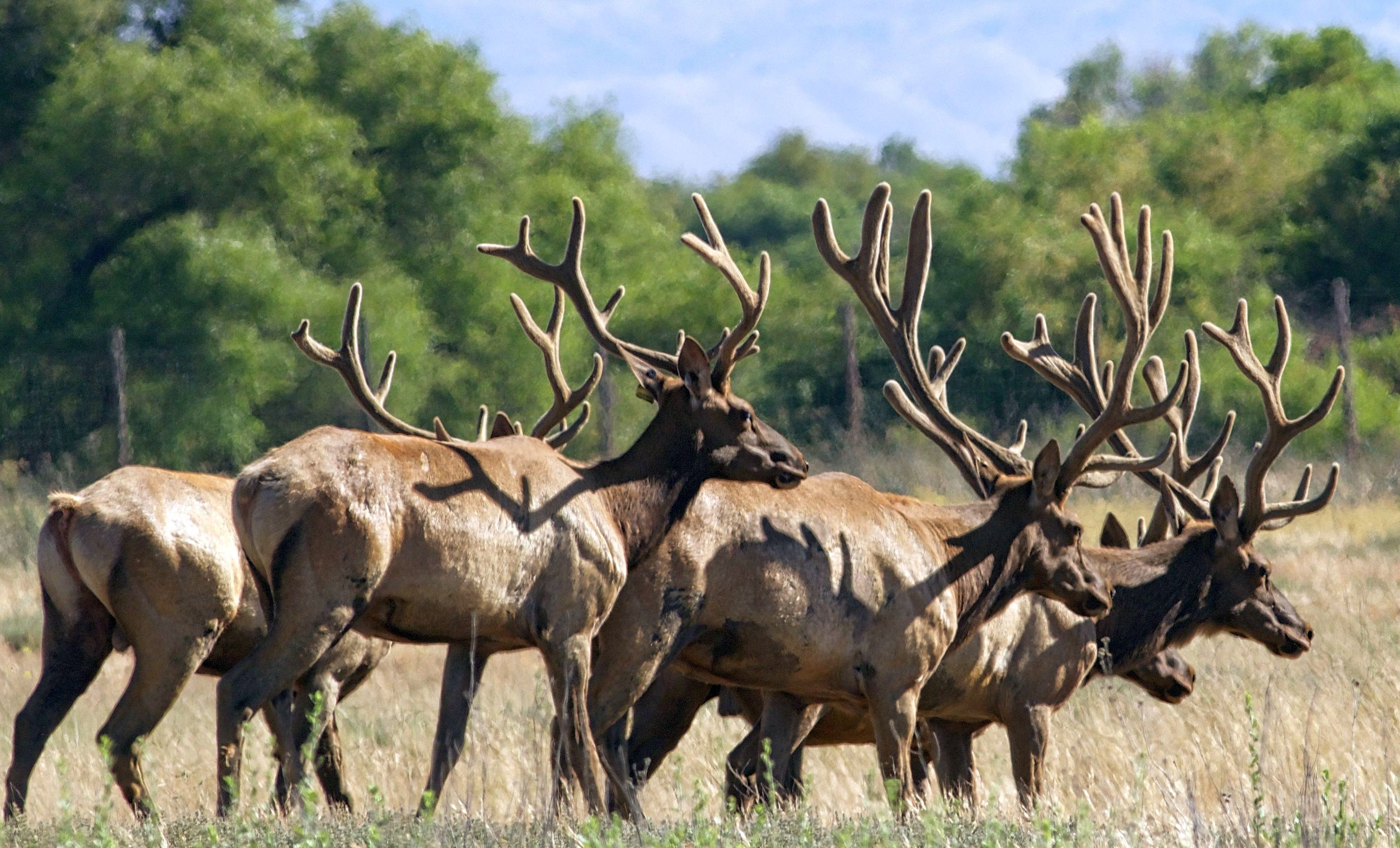 Several Tule elk stand bunched together in a brown grassy field with a green trees in the background