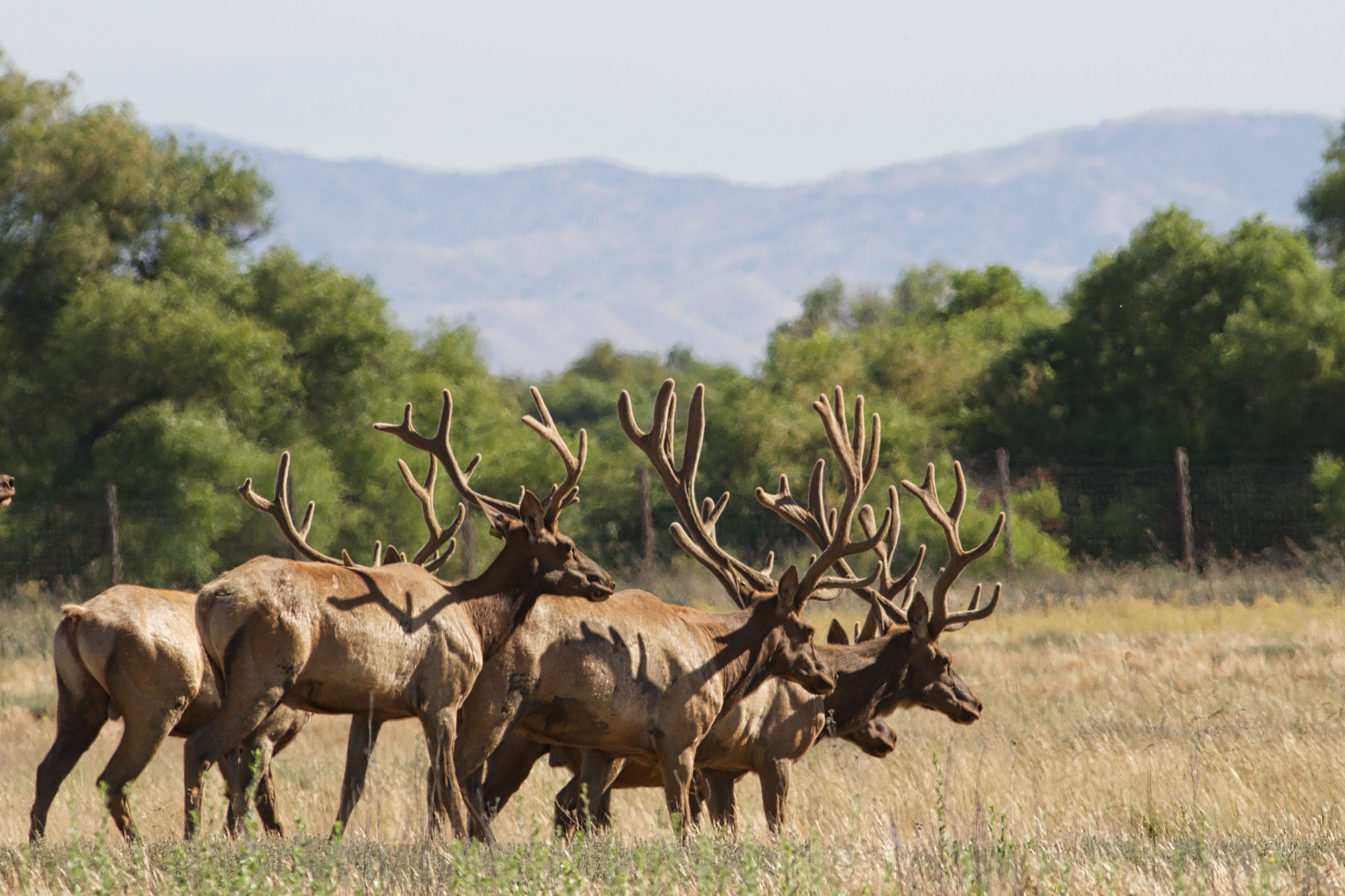 Half a dozen large brown male elk with their antlers covered in velvet standing side by side in a grassland