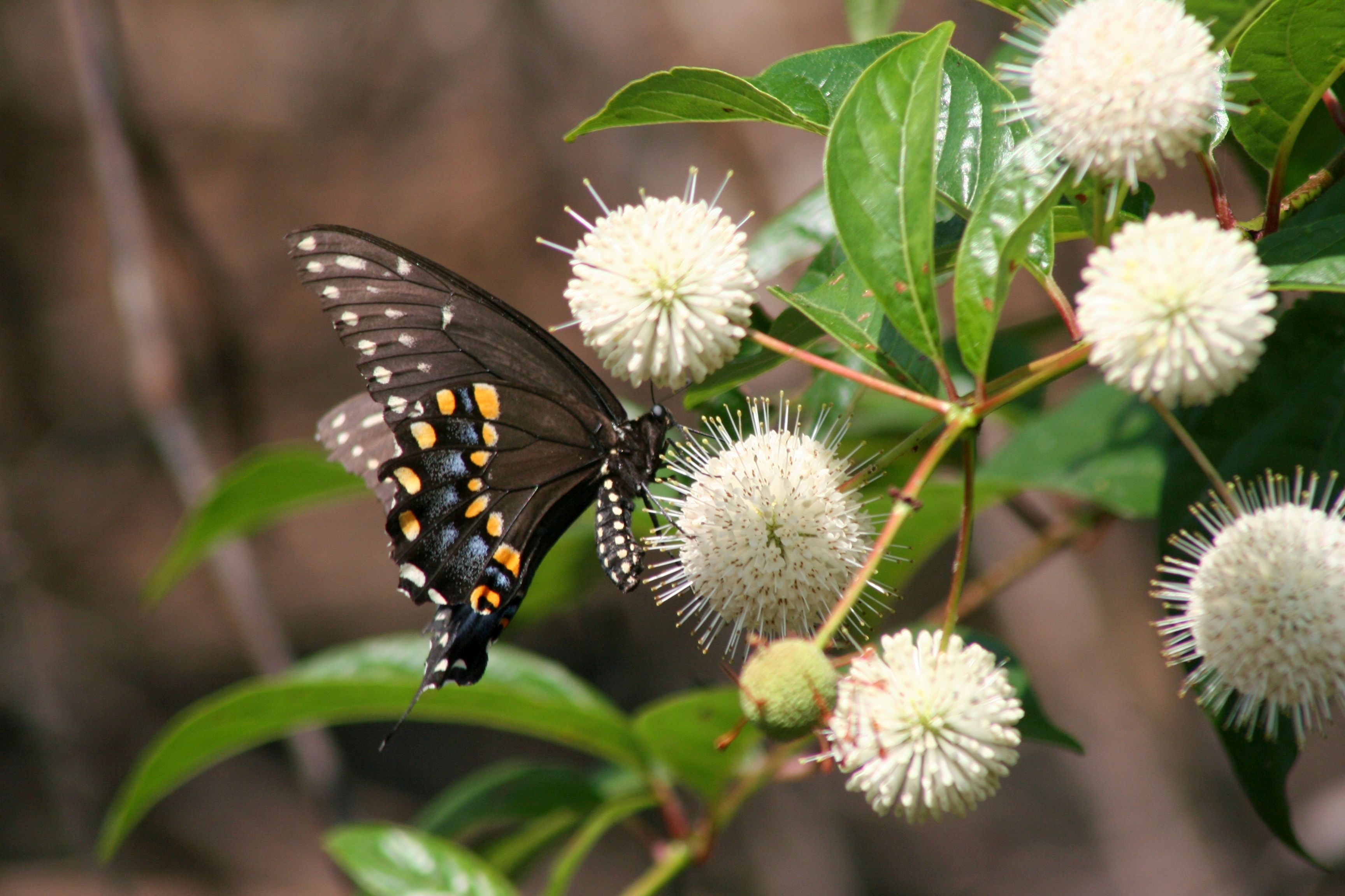 Brown butterfly with orange and blue spots on wings visits flowering plant with big round white blossoms