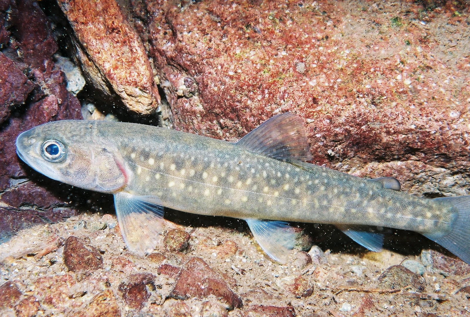 Juvenile bull trout in the water