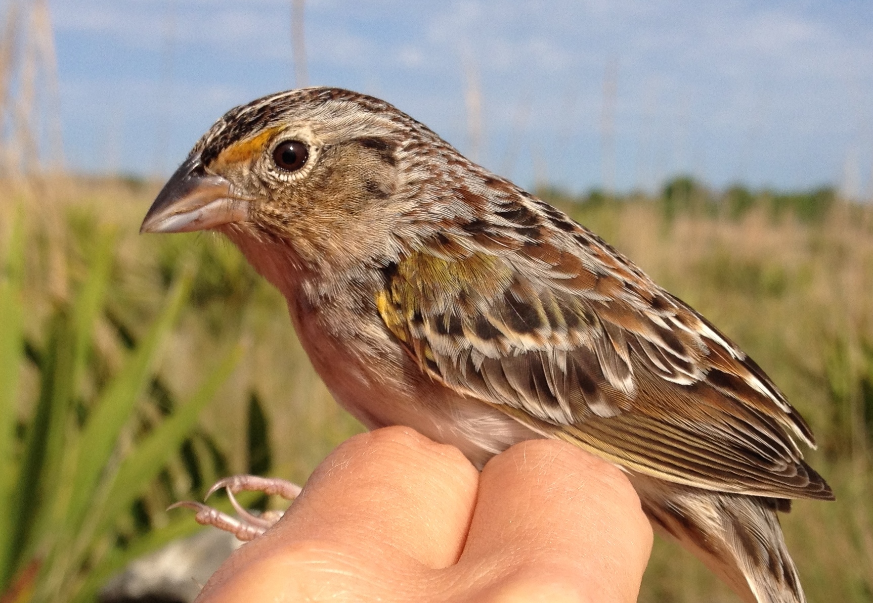 A small brown and black bird held by a hand in a coastal marsh