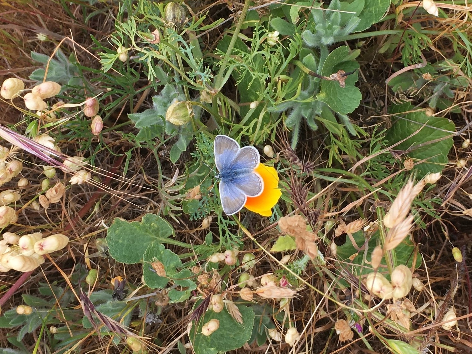 A small light blue butterfly sits on an orange California poppy.