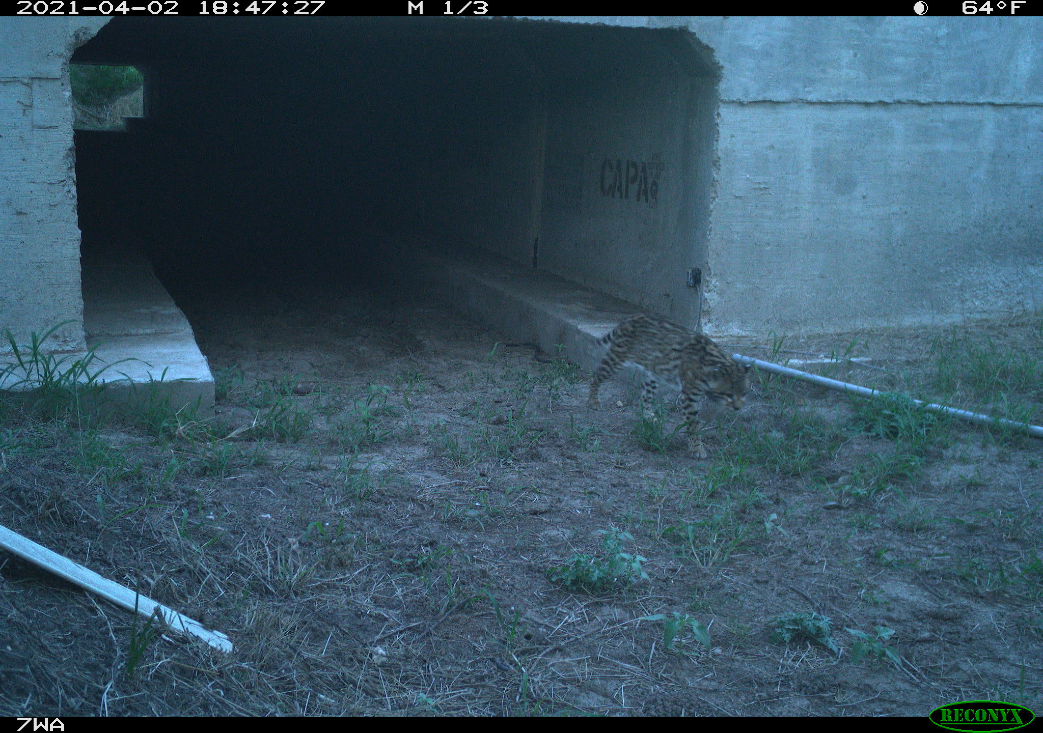 A small spotted cat--hard to see against the foreground-emerges from a highway underpass.
