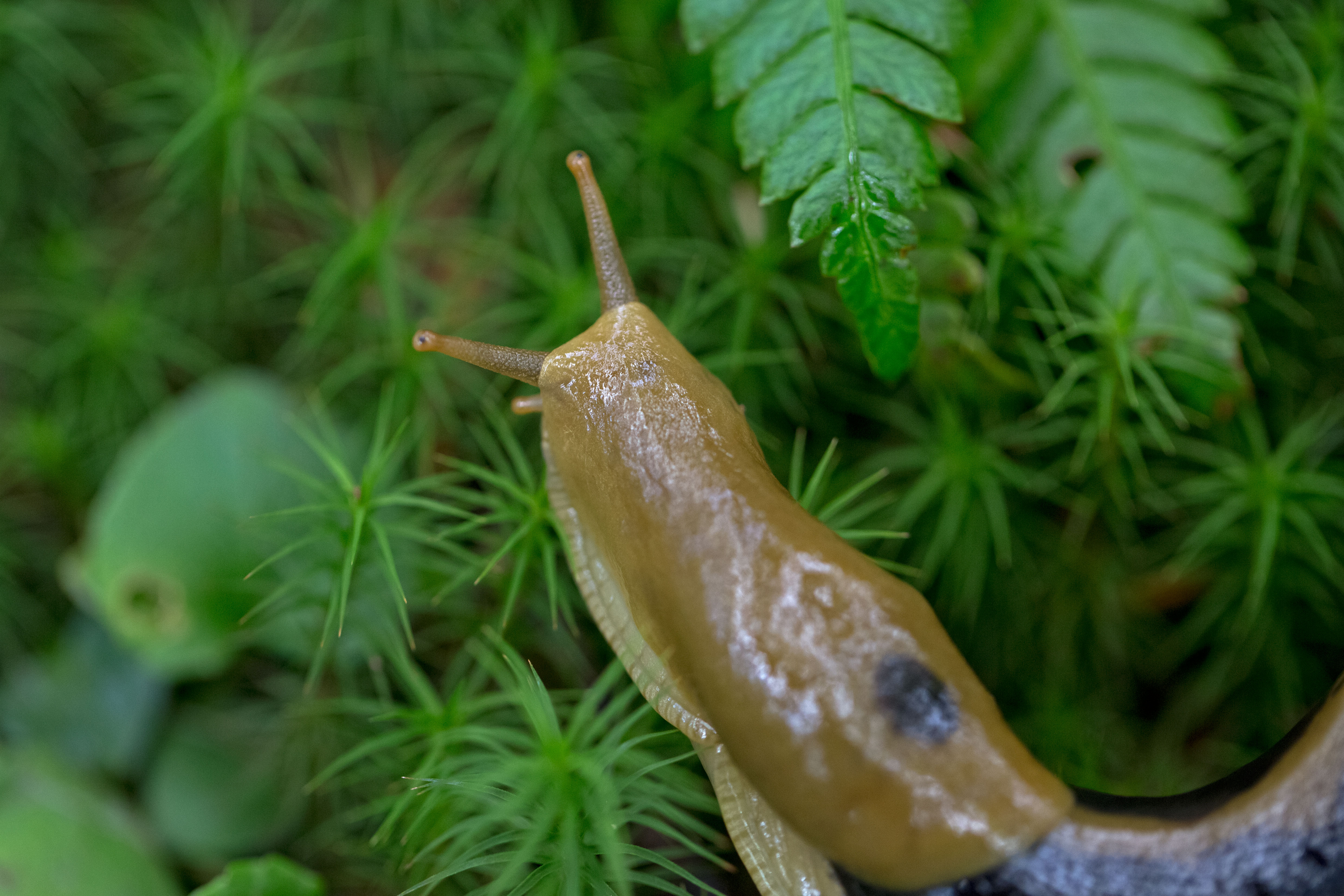 A yellow-green slug with dark splotches maneuvers over moss and ferns