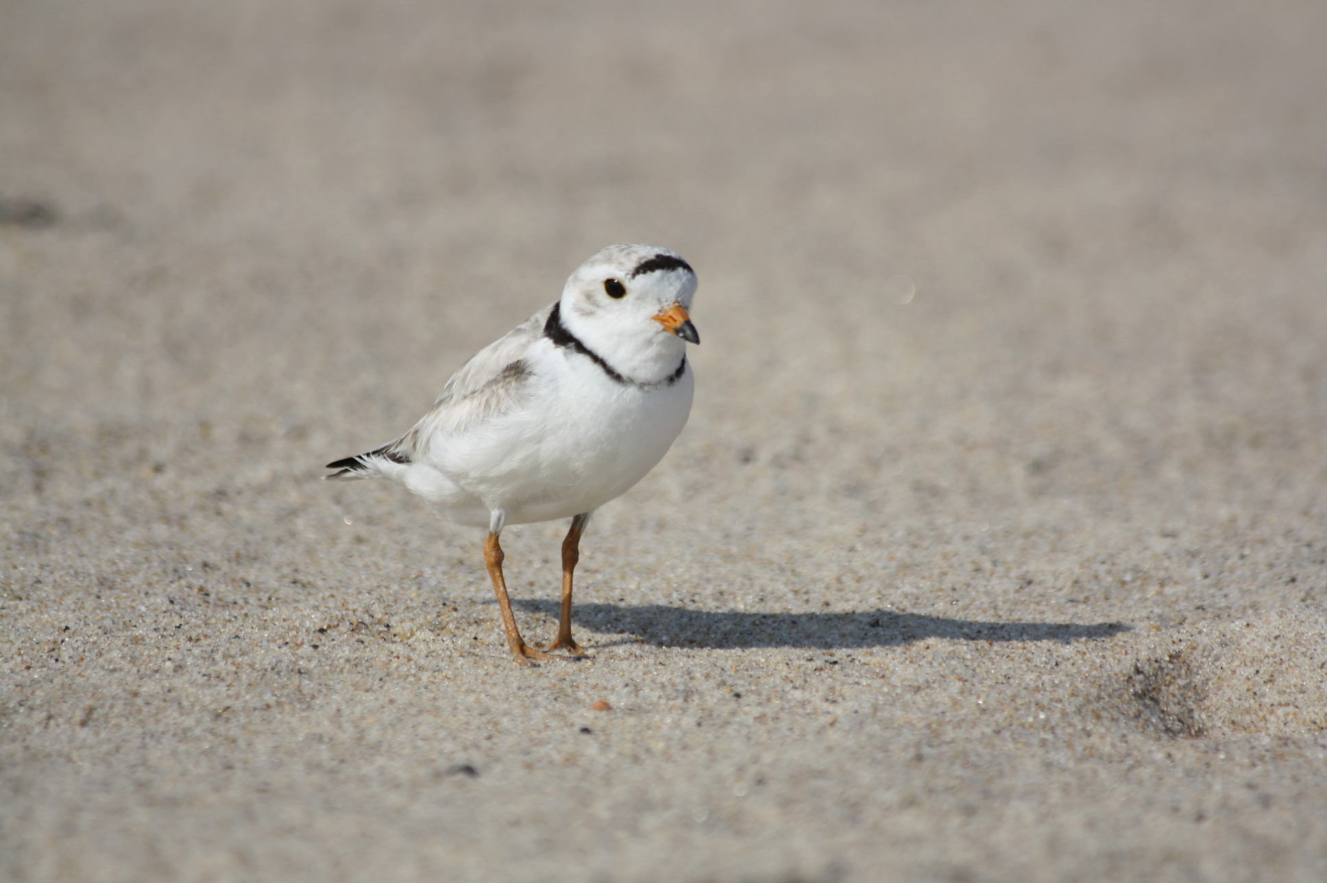 Small white bird with black markings on the beach