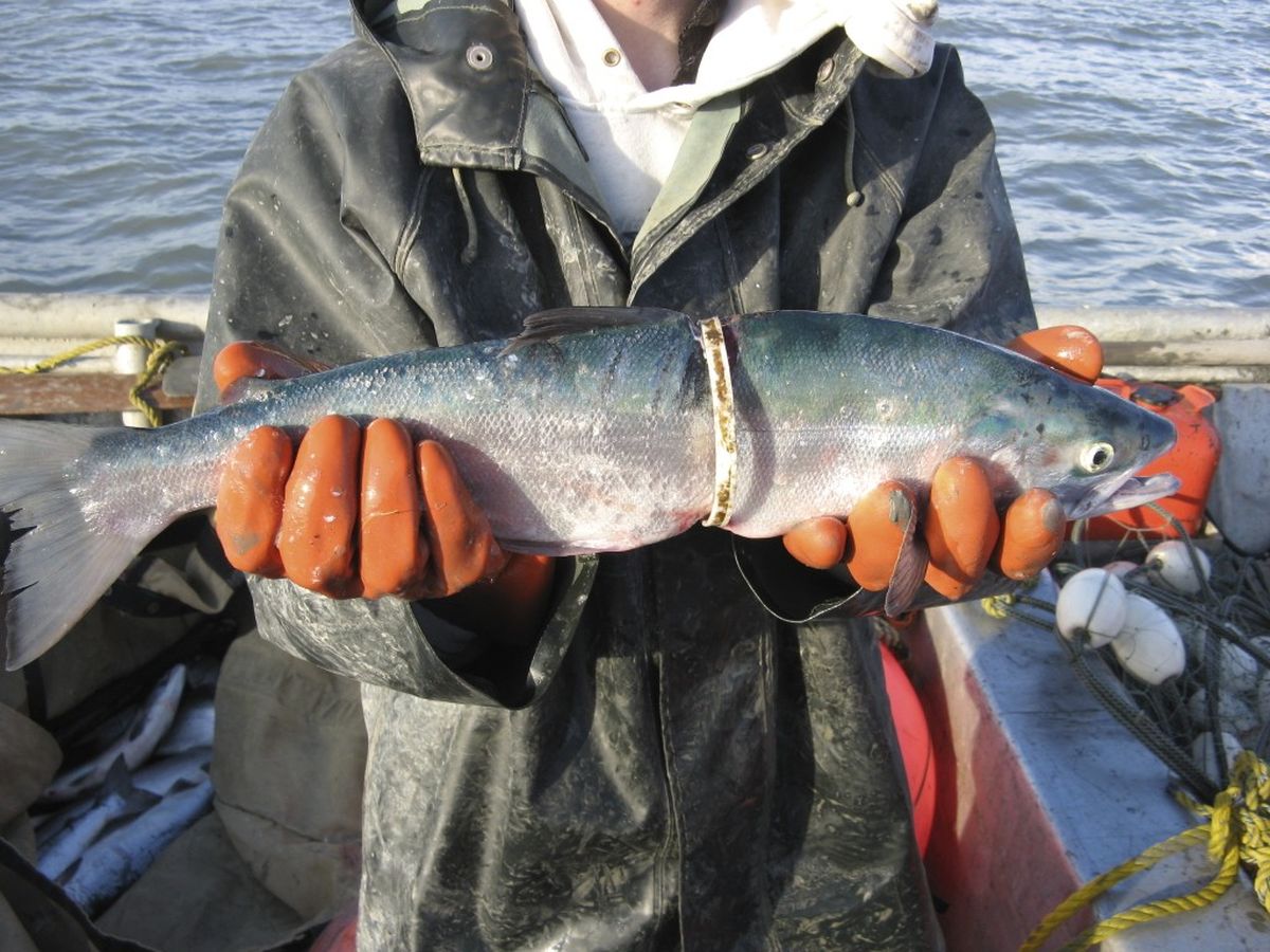 A fisherman holds up a fresh-caught salmon wearing a plastic ring that cut into the fish's back and belly.