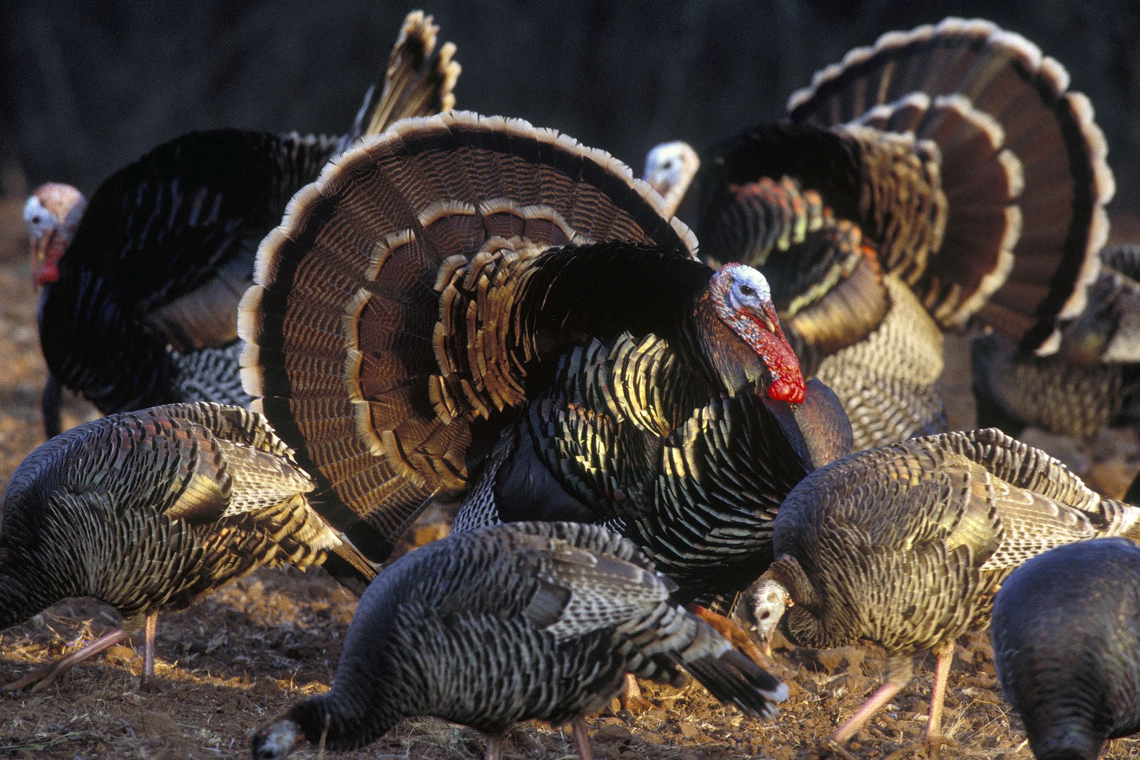 Wild turkeys (fat brown ground birds) fan their tail feathers and feed from the ground.
