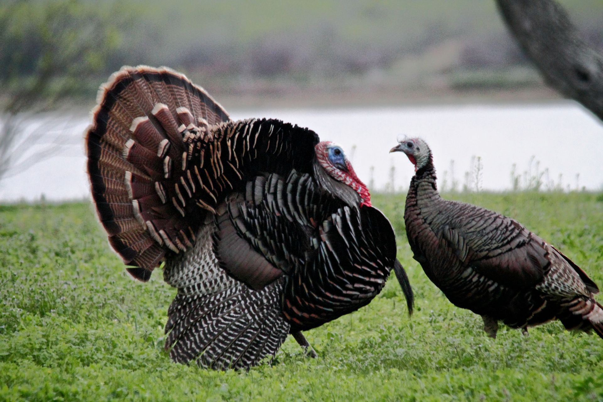 Two wild turkeys (fat brown ground birds) face each other, one with tail feathers spread.