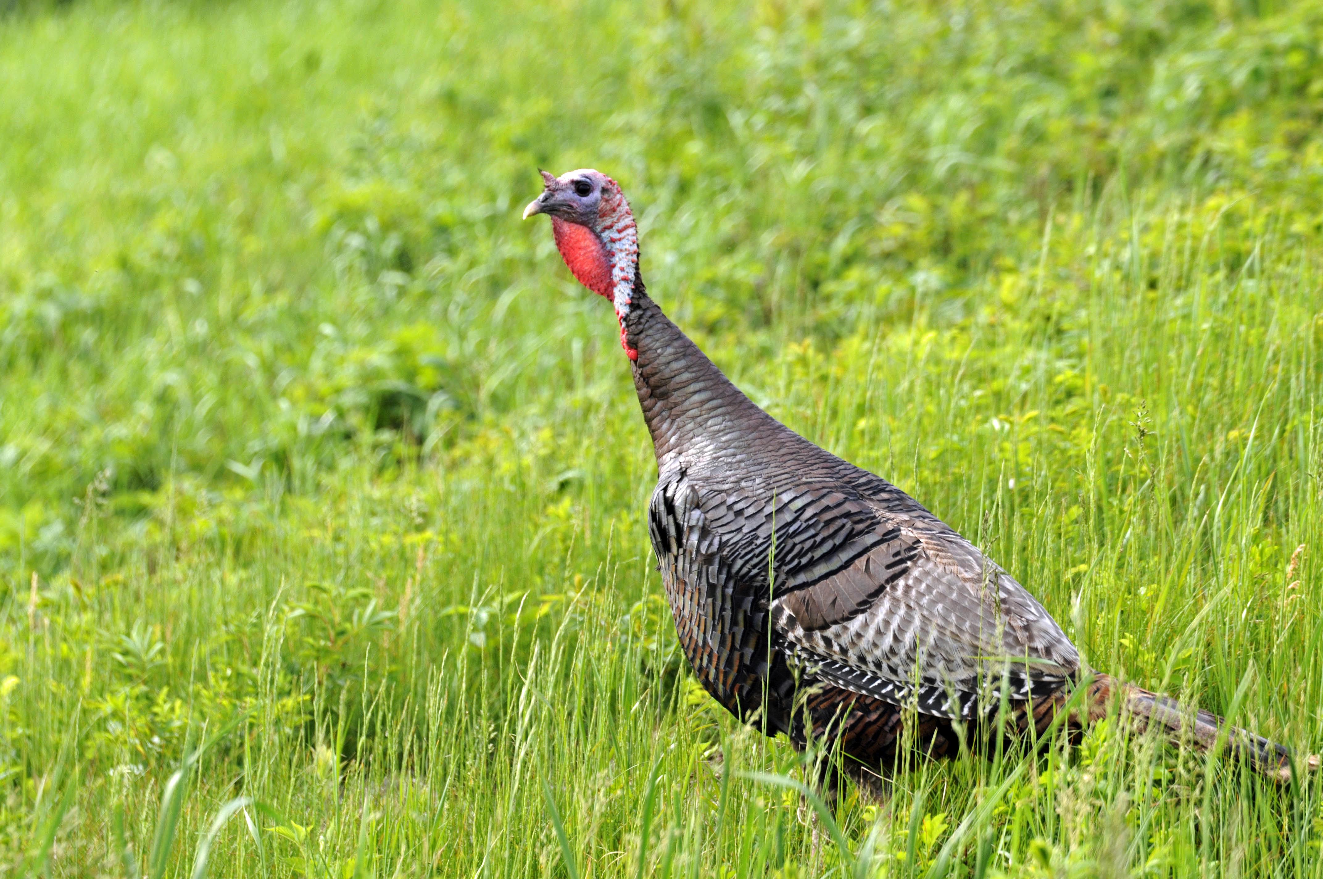 A wild turkey (fat brown ground bird) in green grass stretches its neck and looks alert.