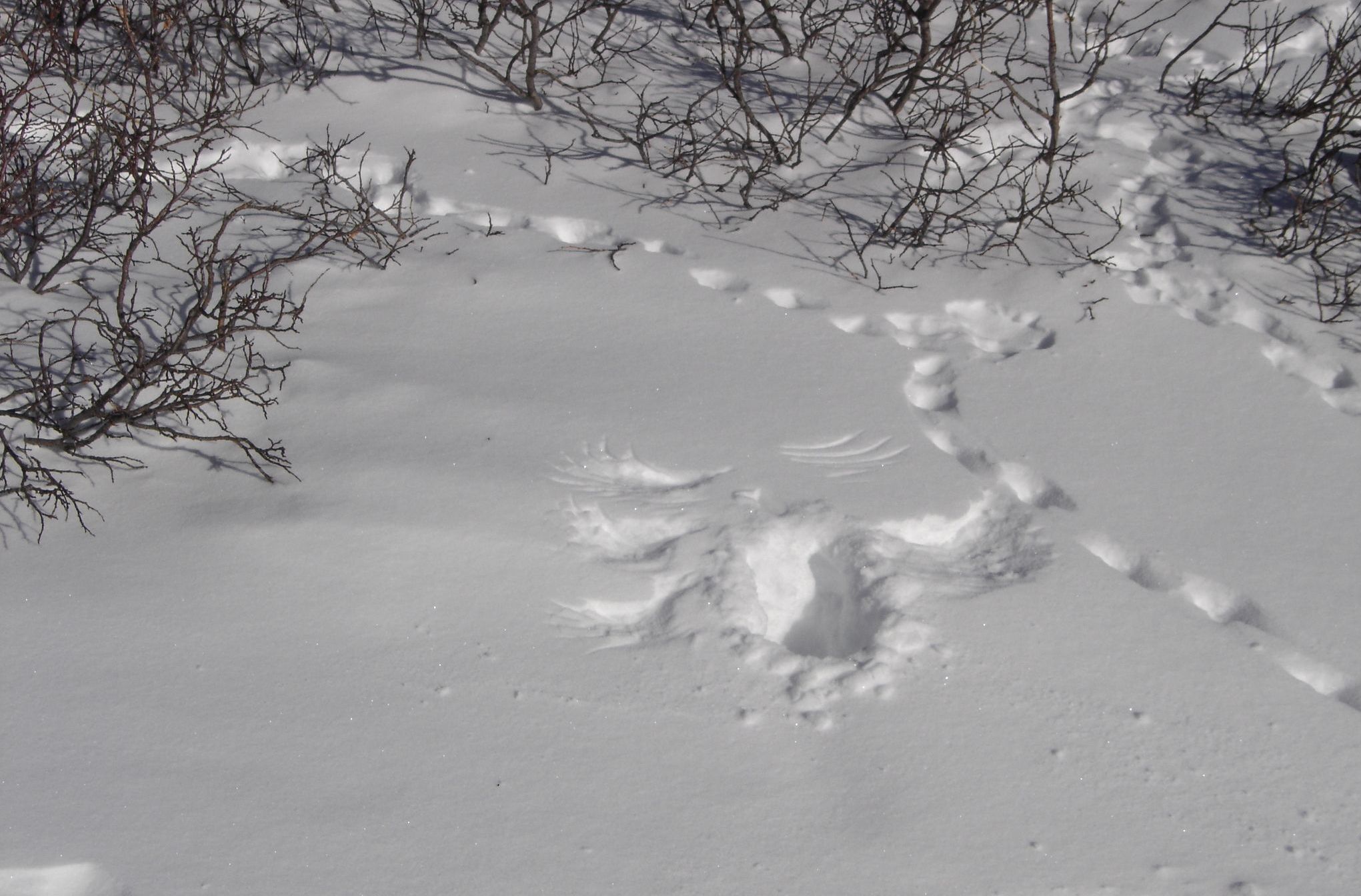 Ptarmigan wing prints in snow FWS.gov