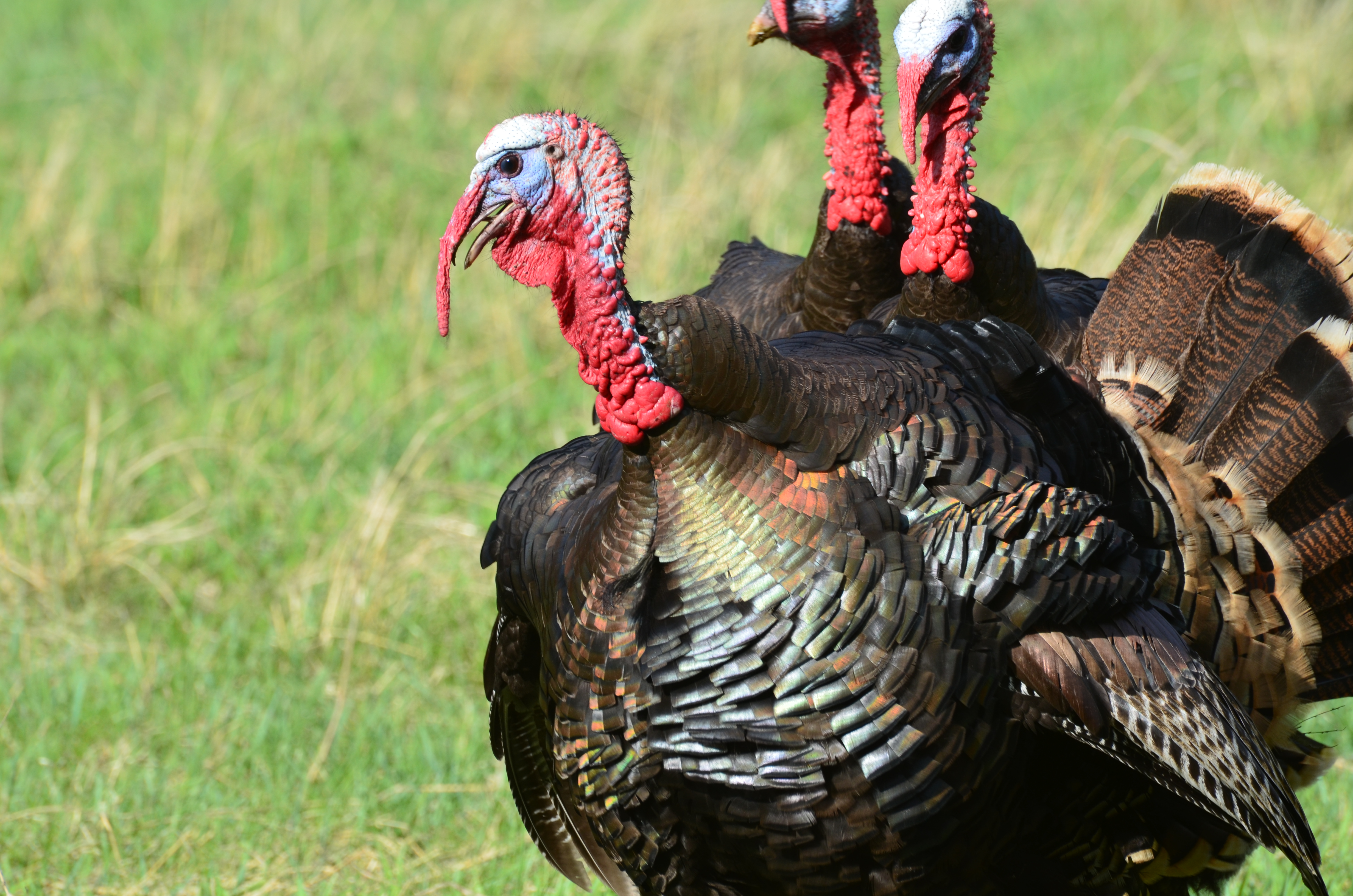 Three wild turkeys (fat brown ground birds) stand together, with their necks red and wattled.