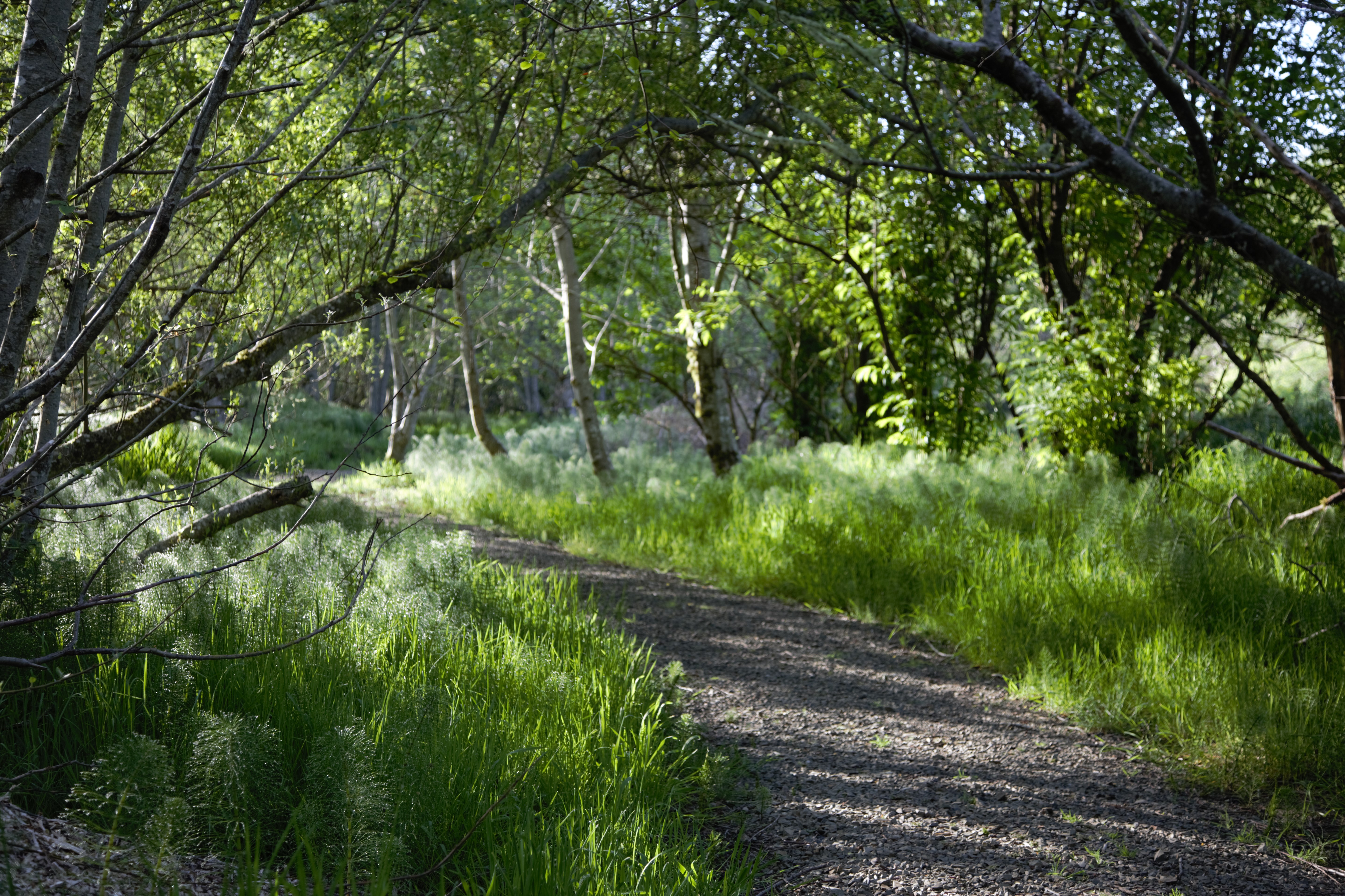A gravel path winds through a glowing green canopy