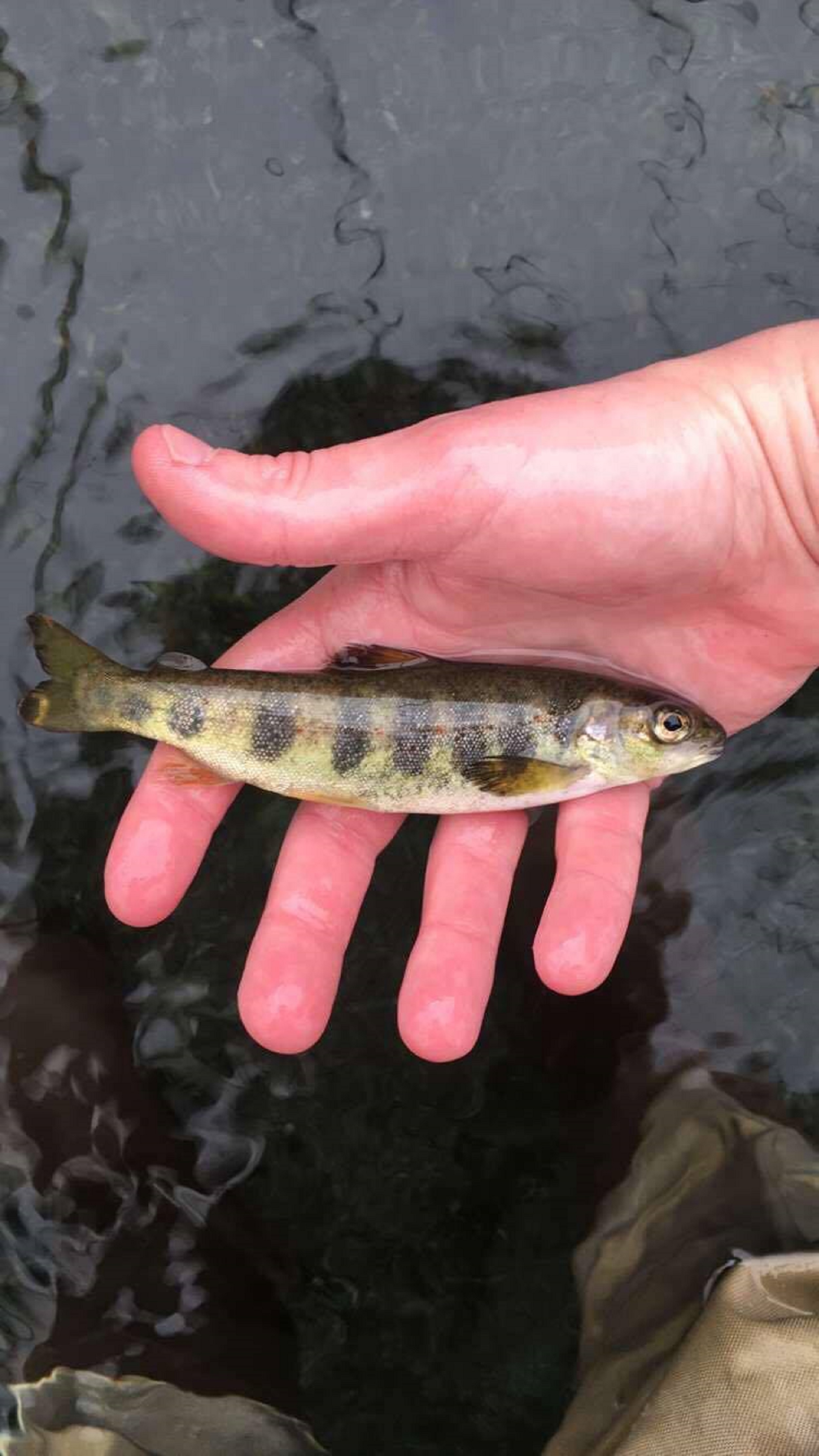 Biologist holding Atlantic salmon parr in their hand. The fish is approximately 5 inches long, with vertical dark banding marks.