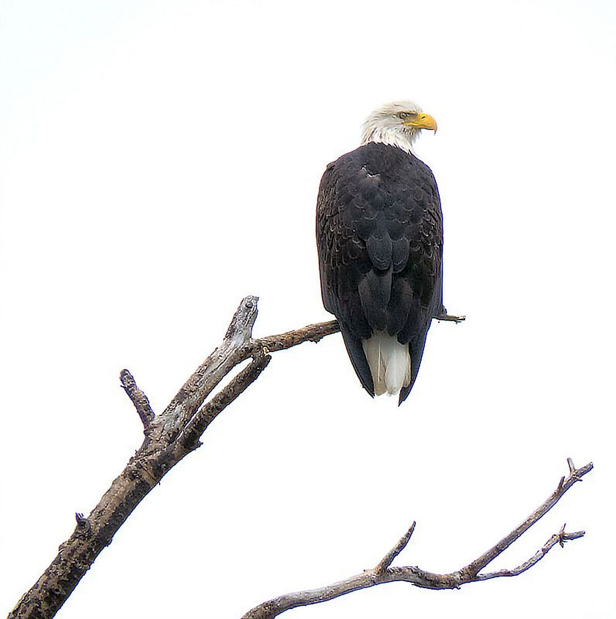 A large bird with black body, white head and hooked yellow beak perched on a tree limb