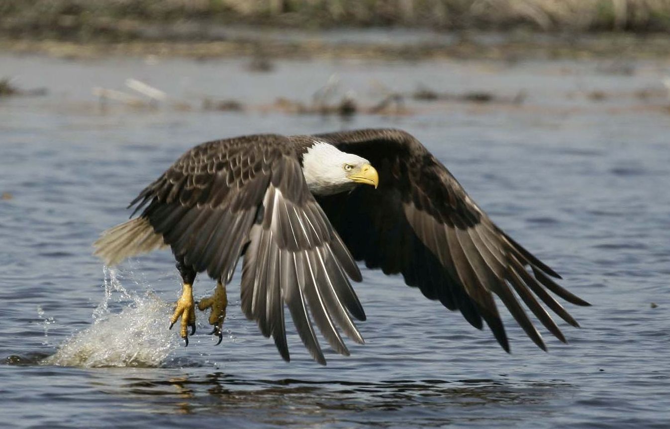 A large bird with black-brown body, white head and hooked yellow beak flies inches above water with its wings open downward and its talons out