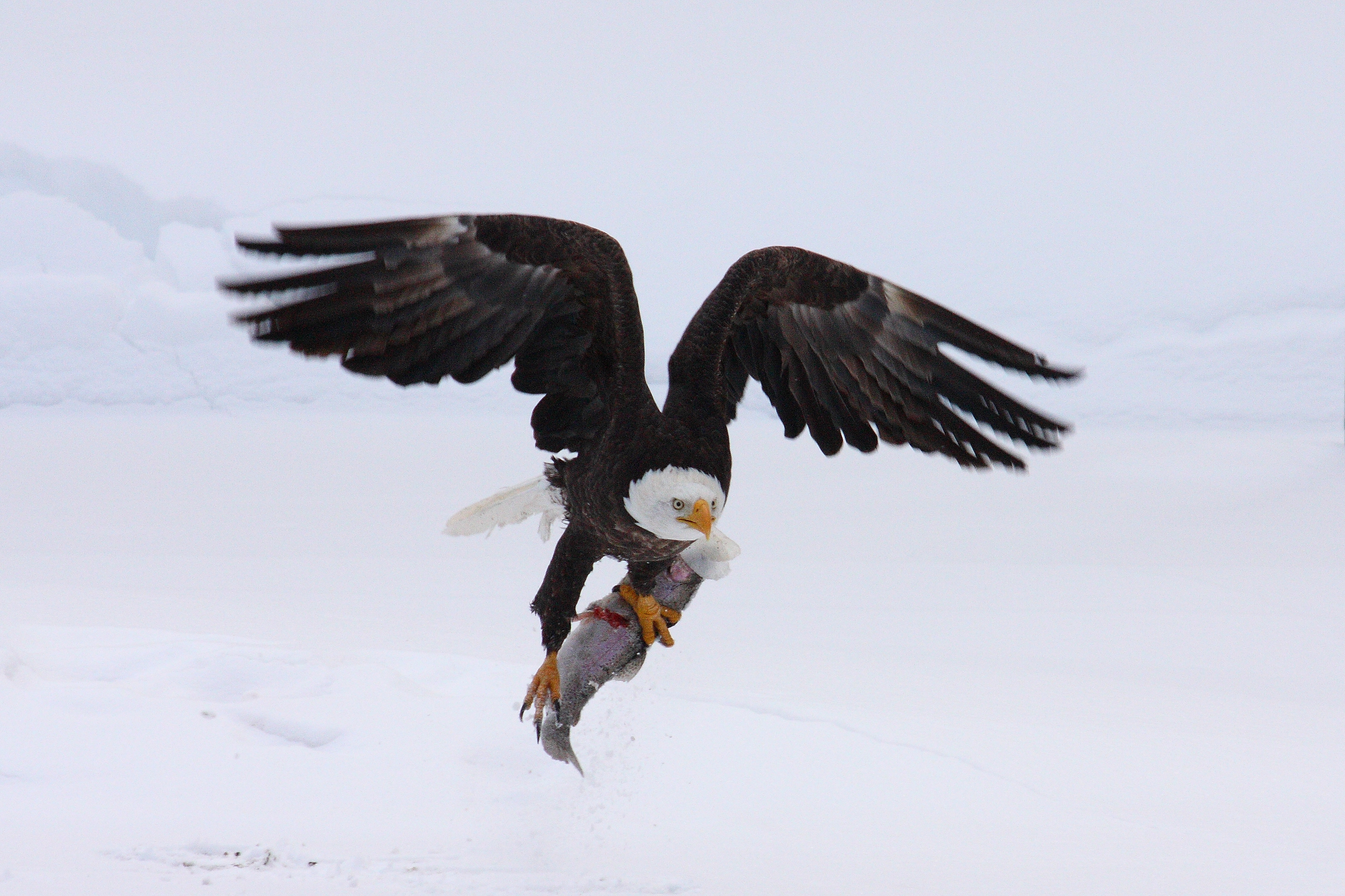 Bald Eagle flying with a fish in its talons