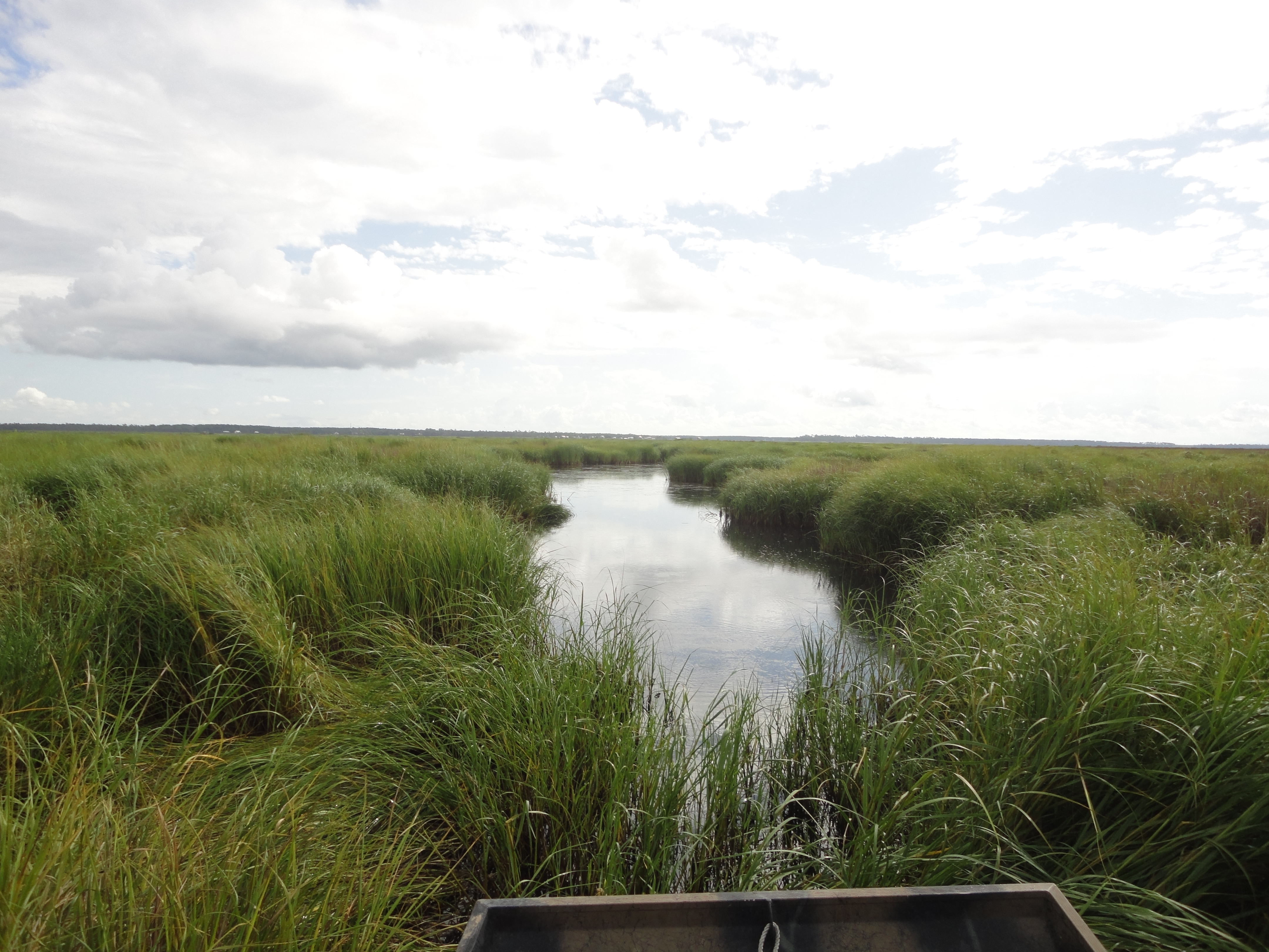 View of salt marsh plants from the back of a boat.