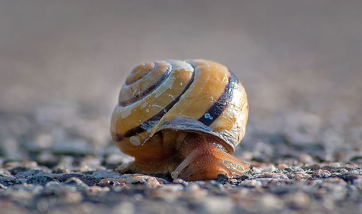 An eye-level close-up of a caramel-colored snail crawling on a gravel trail or road