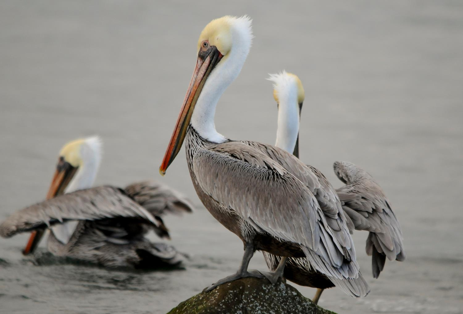 Three brown pelicans have plump brown bodies, long curved white necks, and long straight yellow bills along the Oregon Coast.