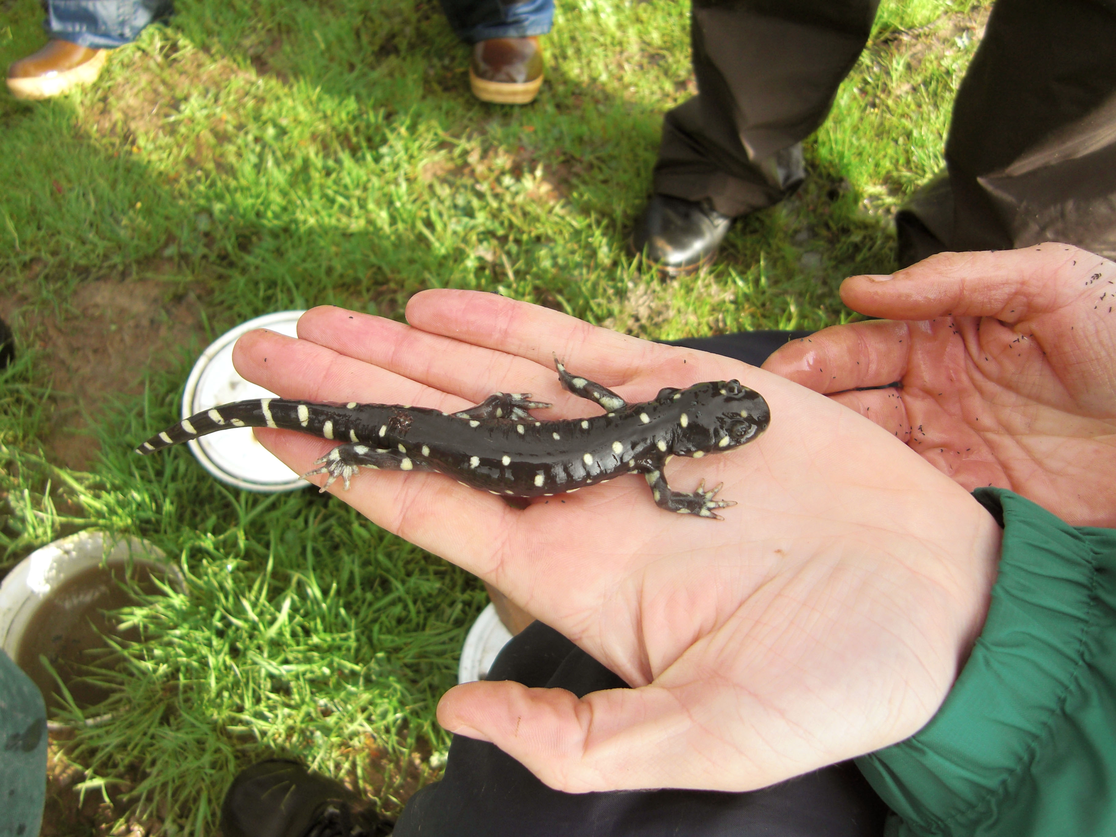 a black and yellow spotted california tiger salamander rests in a biologist's hand during a research effort