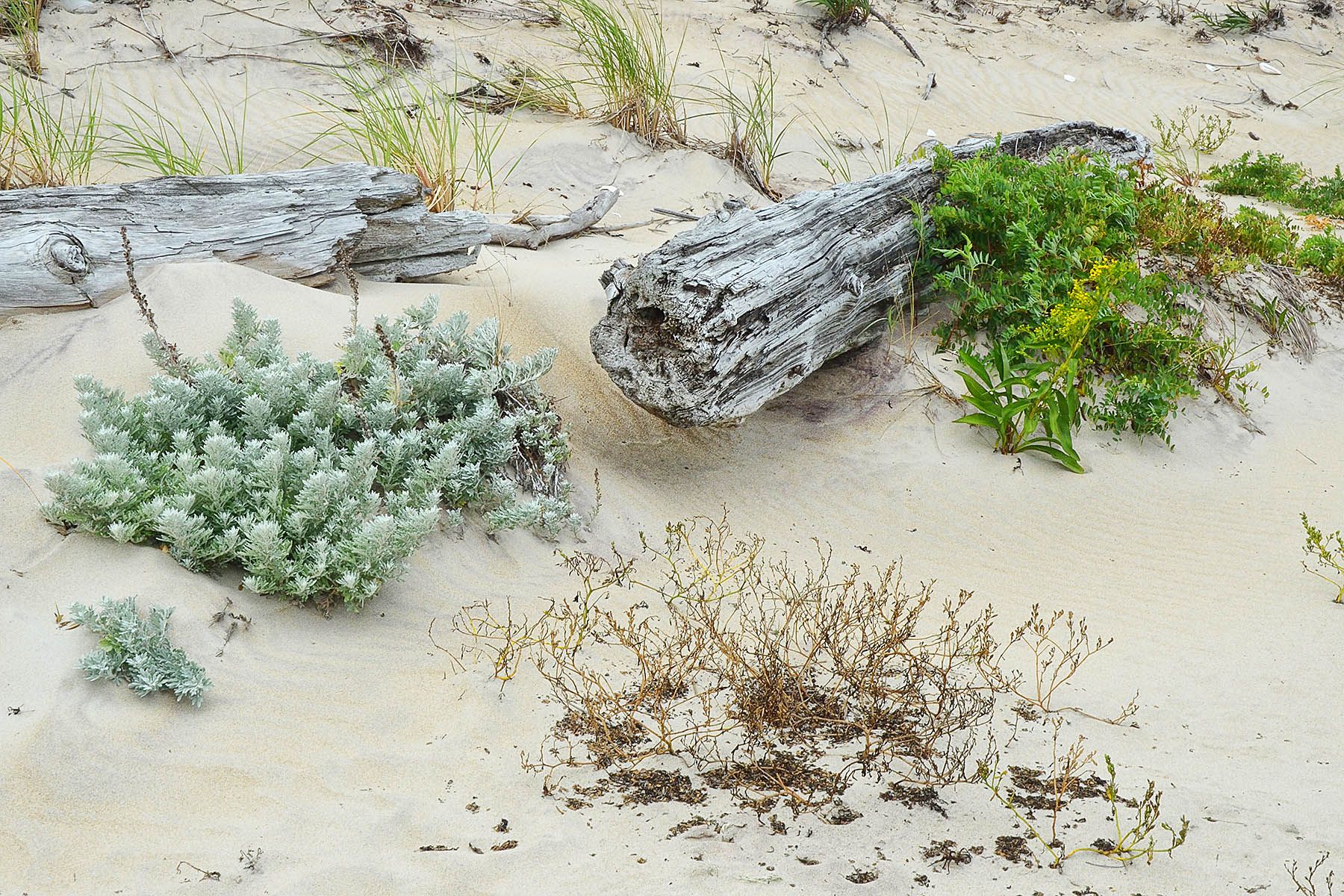 Green-white and green-yellow plants and two logs on a sand dune