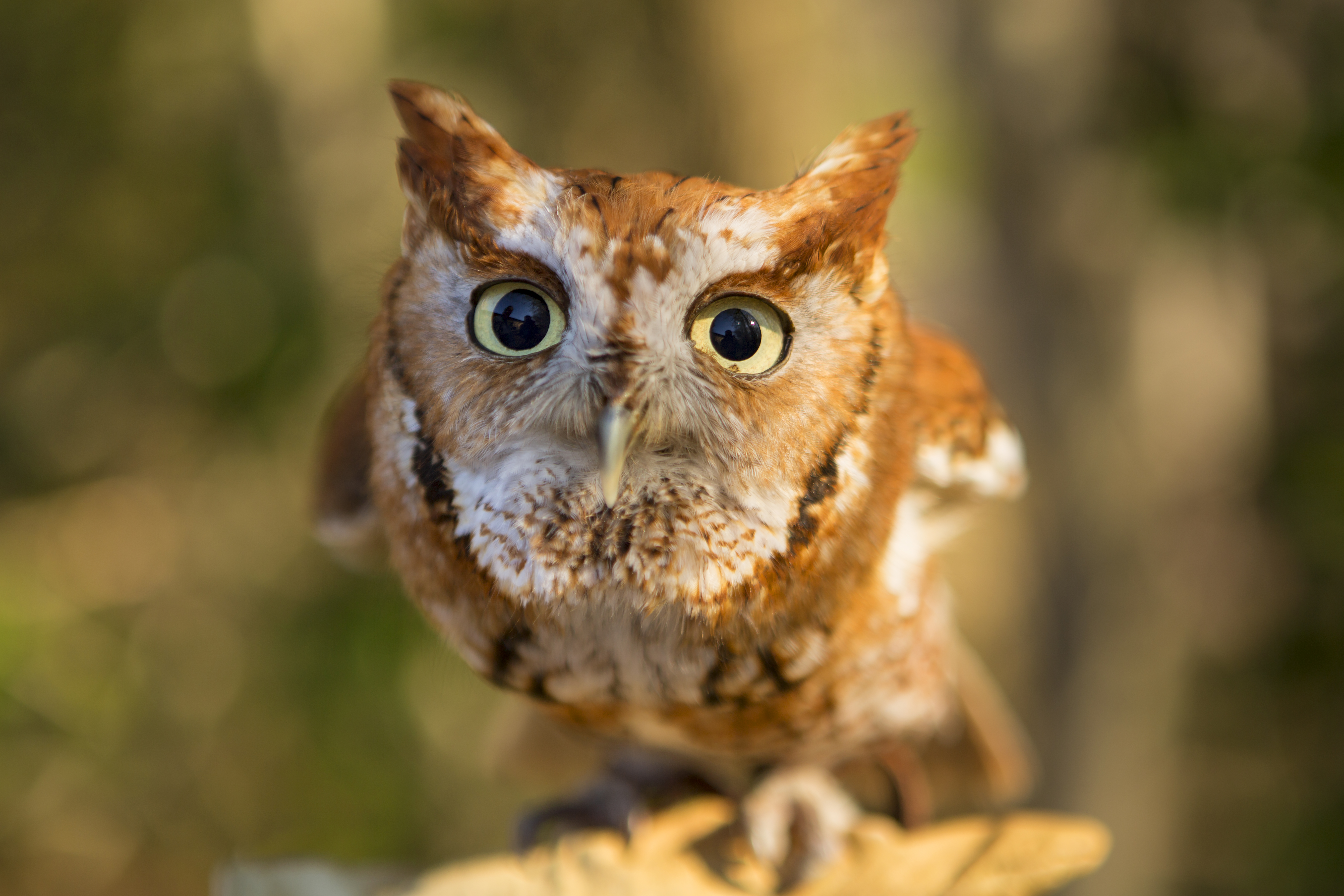 A small brown and white owl looks at the camera 