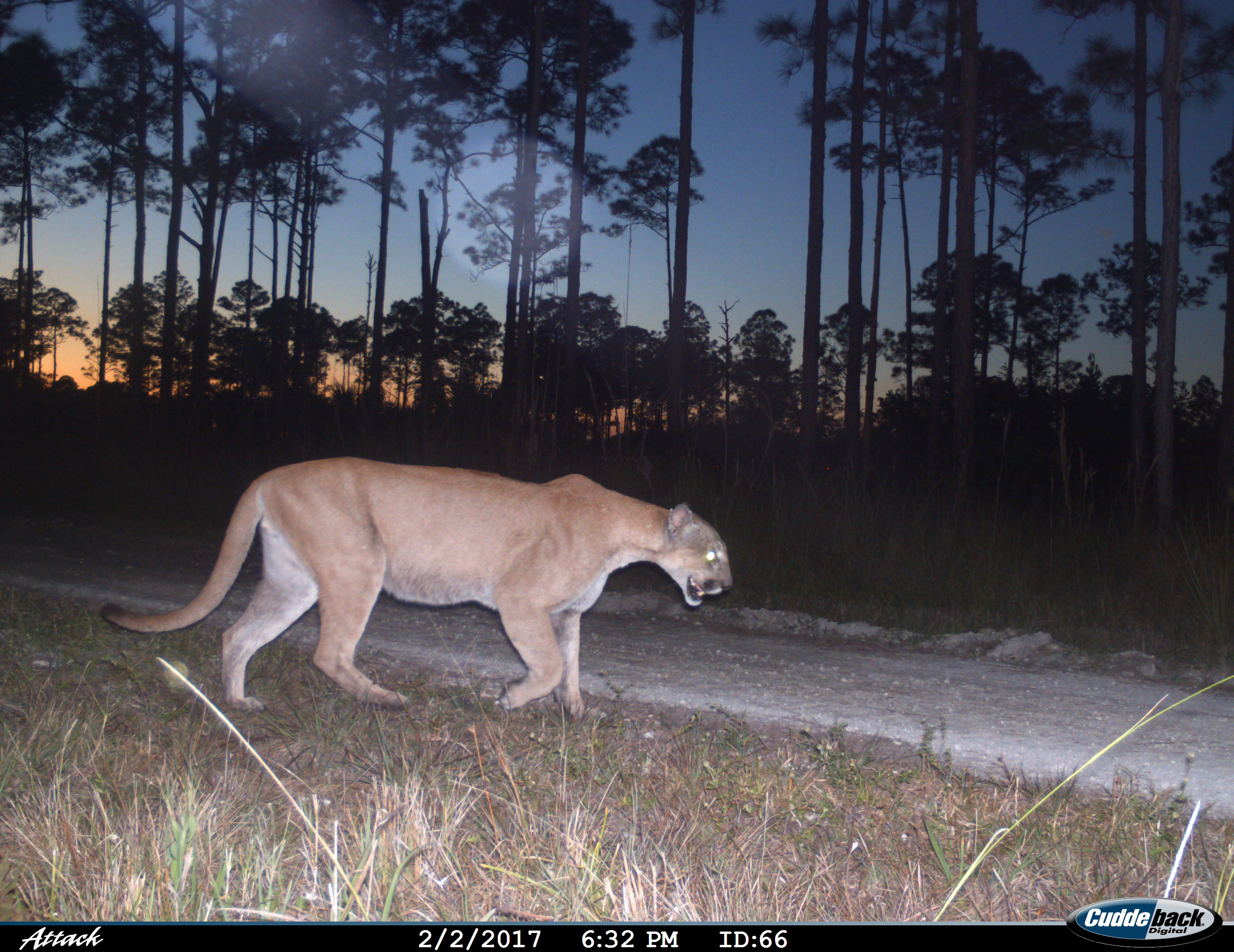 A large wildcat called a Florida panther on the prowl at sunset is photographed by a trail cam at Florida Panther National Wildlife Refuge.