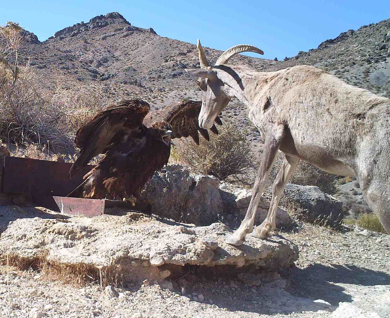 A face-off between a golden eagle and a desert bighorn sheep is caught on trailcam at Desert National Wildlife Refuge.