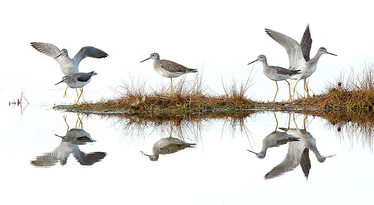 Black-and-white birds standing on brown grass next to water with their reflections showing in the water