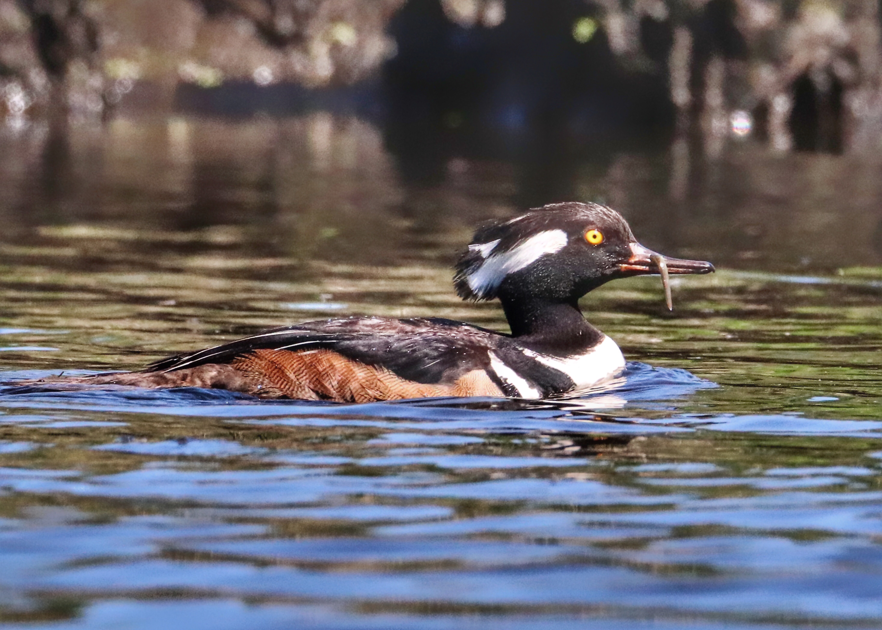 Hooded merganser swims with a small fish in its bill