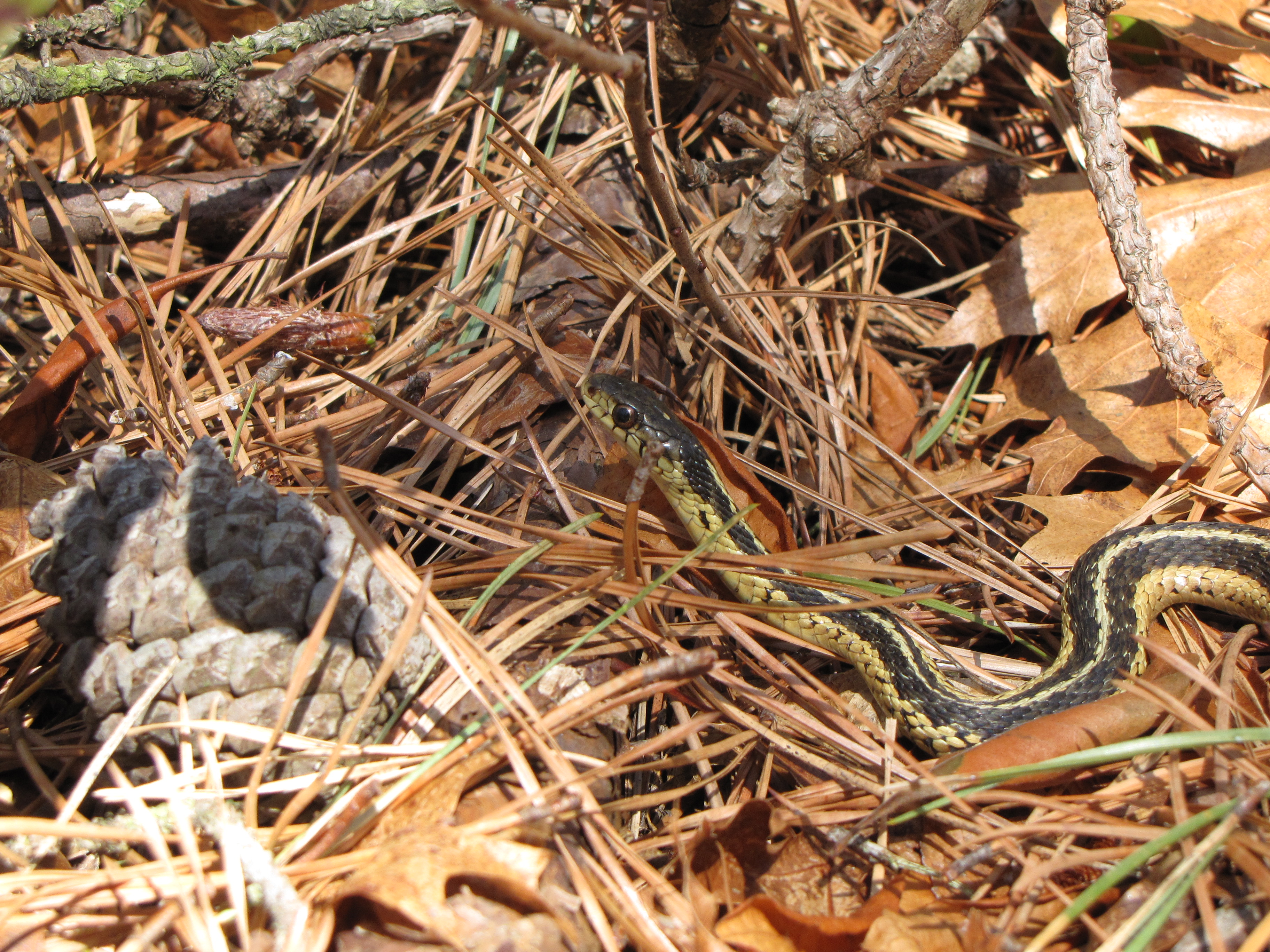 Garter snake makes it through a forest floor covered with pine needles