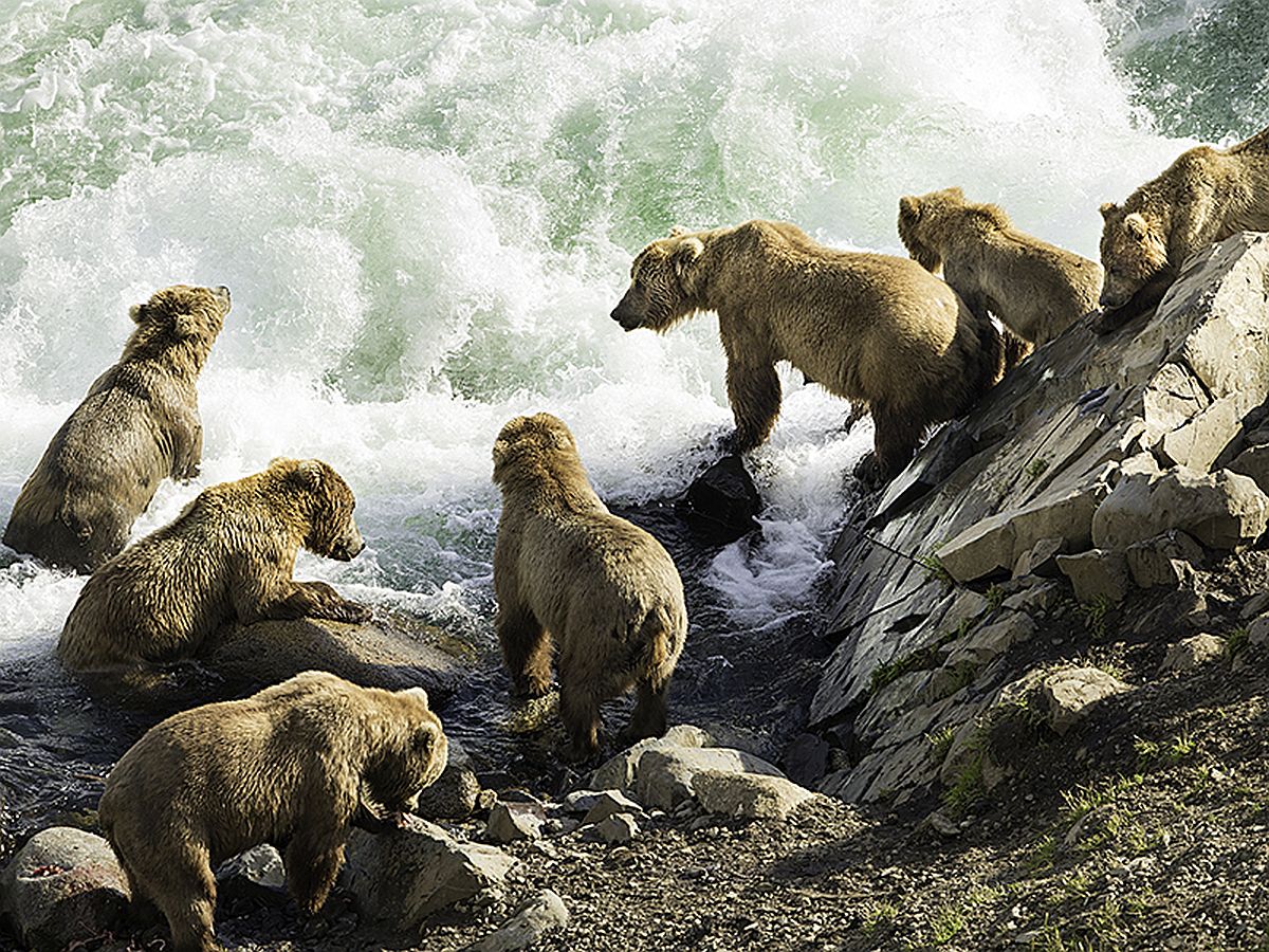 Seven brown bears standing on rocks at the side of a rushing stream looking for salmon in the water