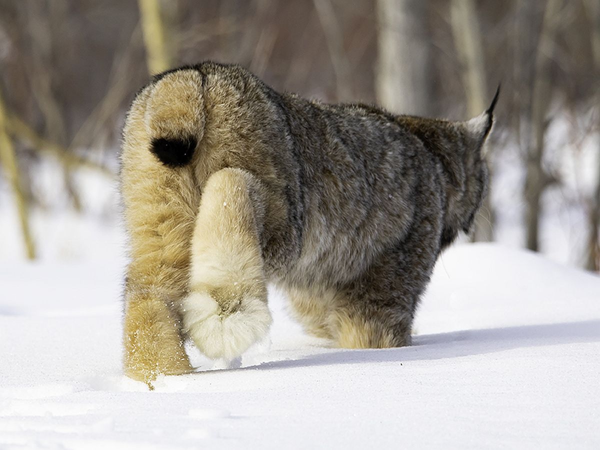 A furry brown and white cat -- a lynx -- walking on snow. It's a shot from behind, and one of the lynx's huge paws and tail are prominent