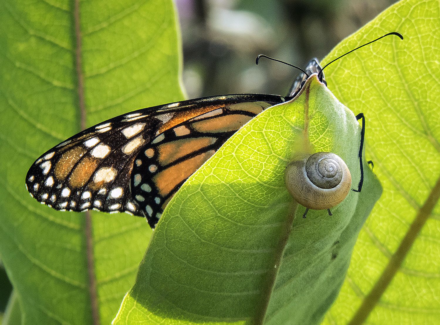 A monarch butterfly on one side of green leaf and a caramel-color snail on the other side