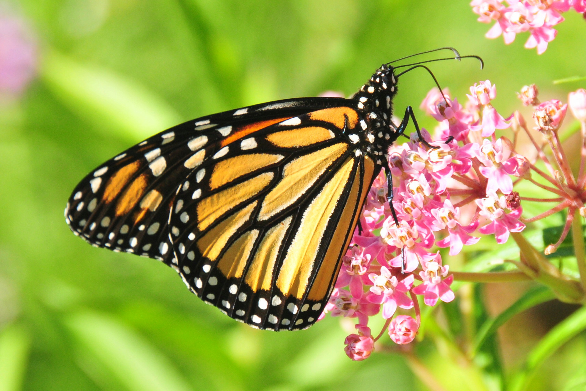 Monarch Feeding on Milkweed 