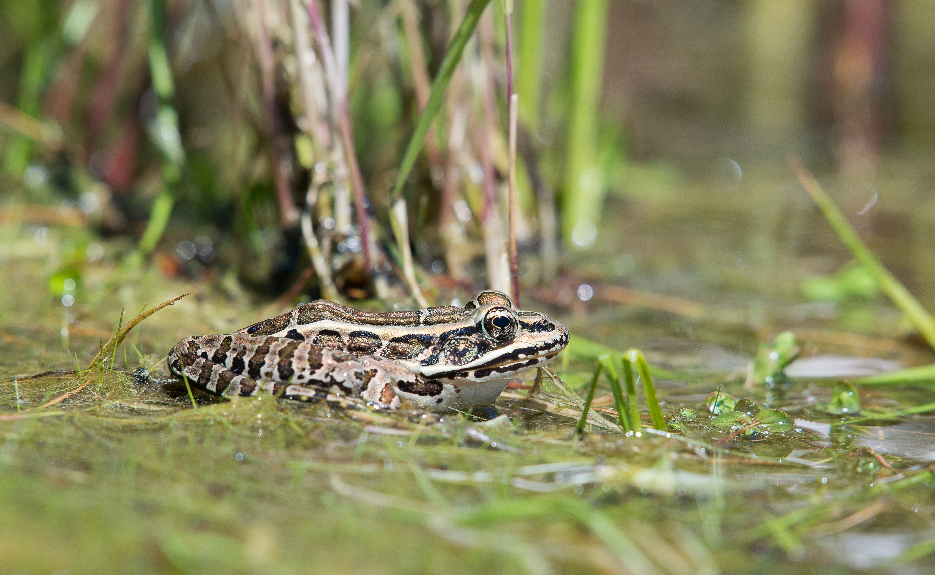 A black-tan-and-white-patterned frog sitting in shallow water on grass