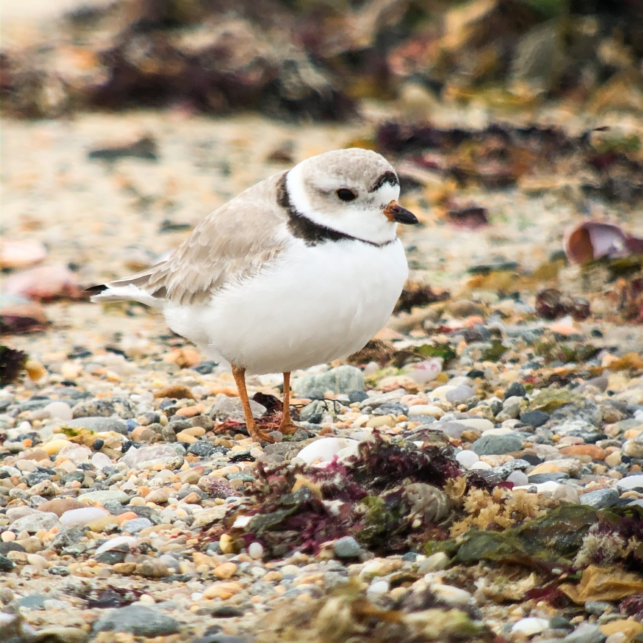 Image of a piping plover on a beach