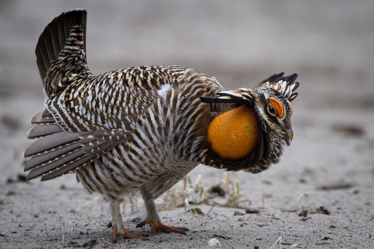 A brown and white prairie chicken sports an inflated orange air sac on the side of its neck. 