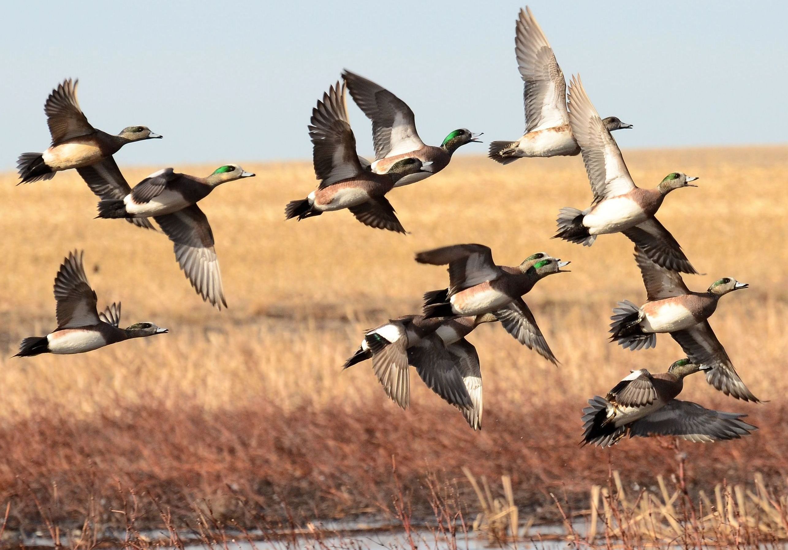 A dozen brown, gray and white ducks flying low over brown grassland with water running through it