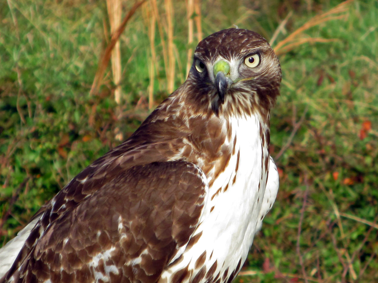 Closeup view of the torso of a red-tailed hawk standing on the ground