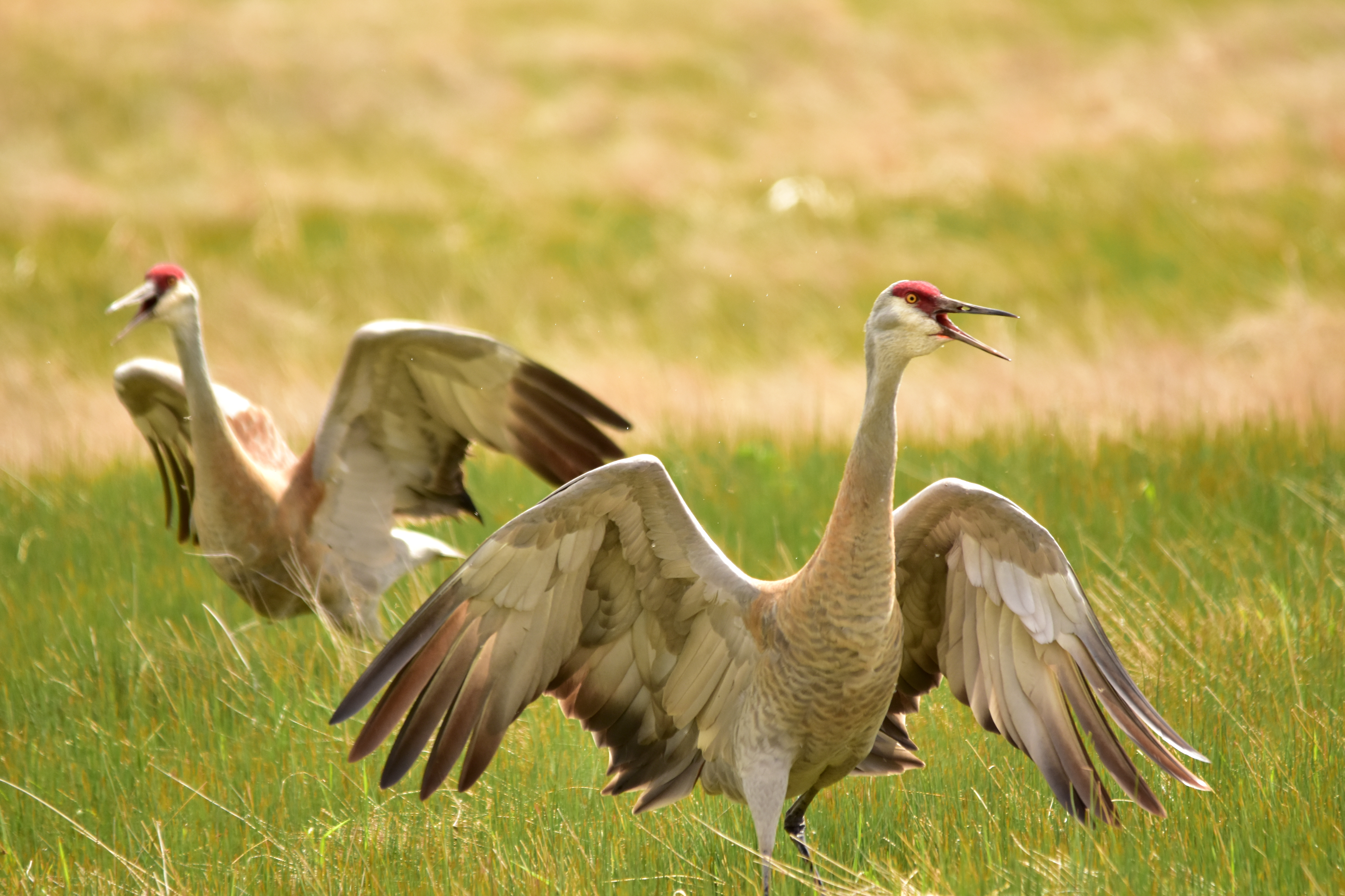 Two big brown and white birds called sandhill cranes walk through grass and show off their large wings at Seedskadee National Wildlife Refuge in Wyoming.