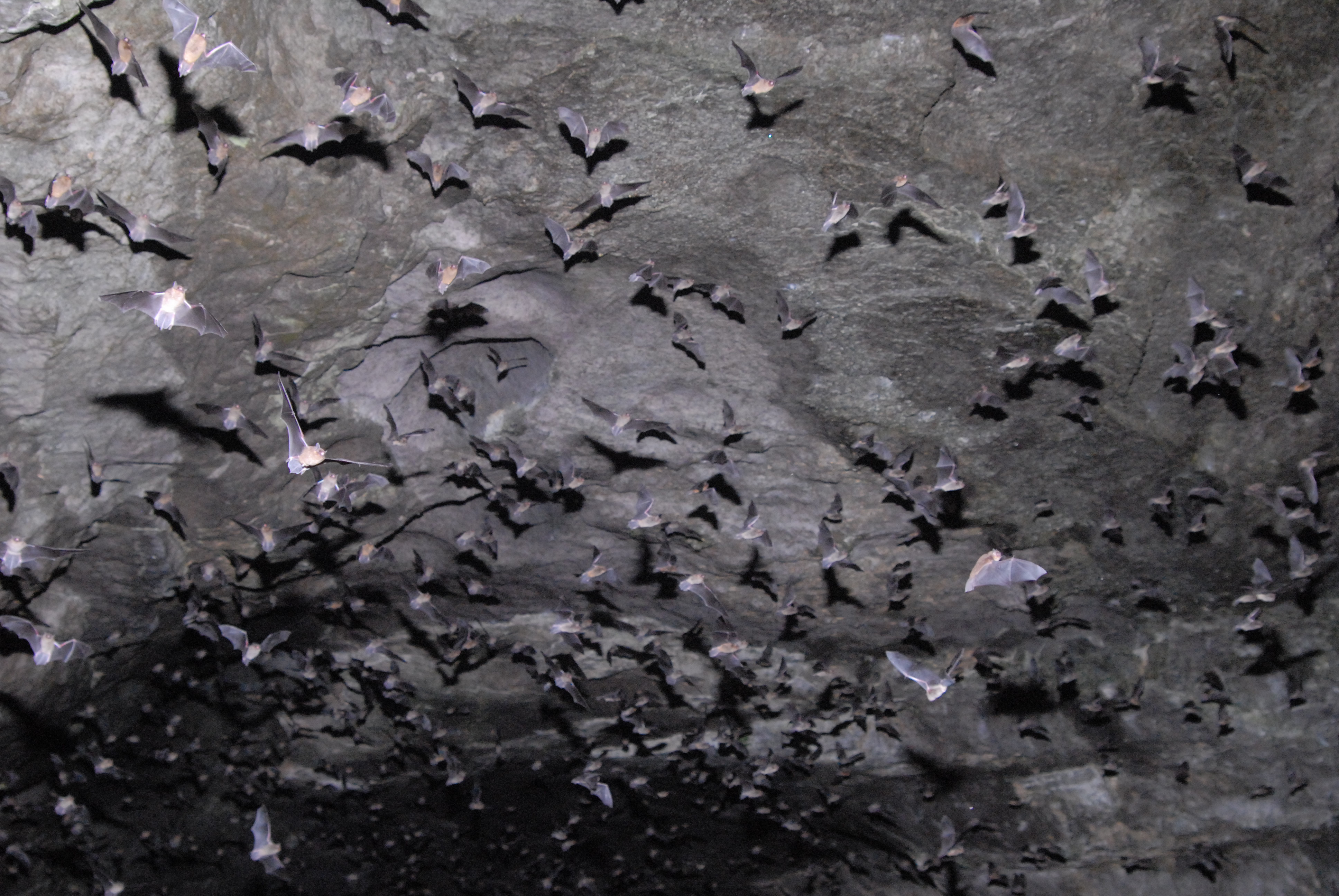 Gray bats emerging from Sauta Cave