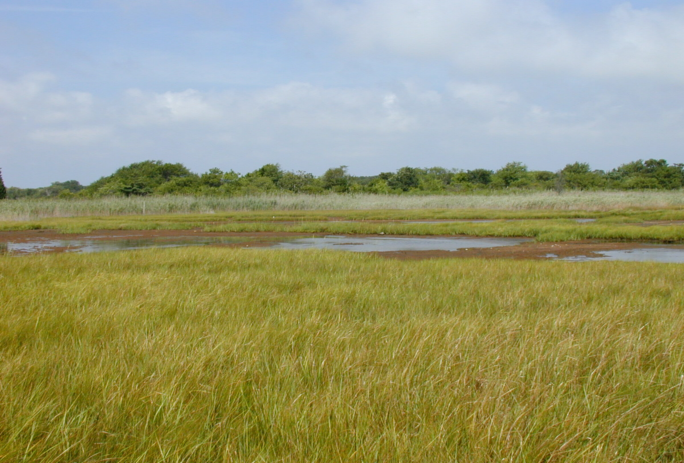An open marsh of cordgrass