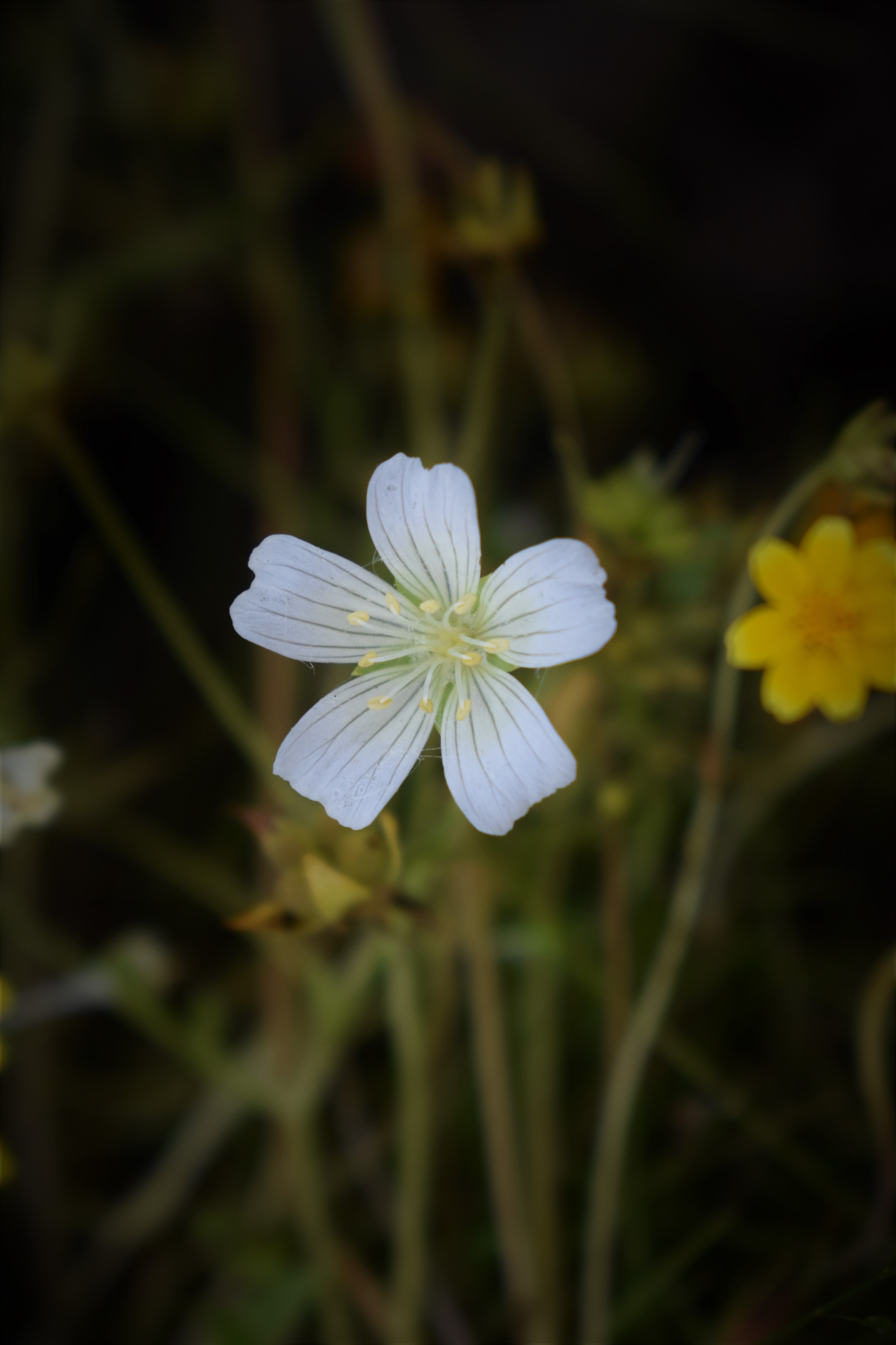 Sebastopol meadowfoam flower FWS.gov